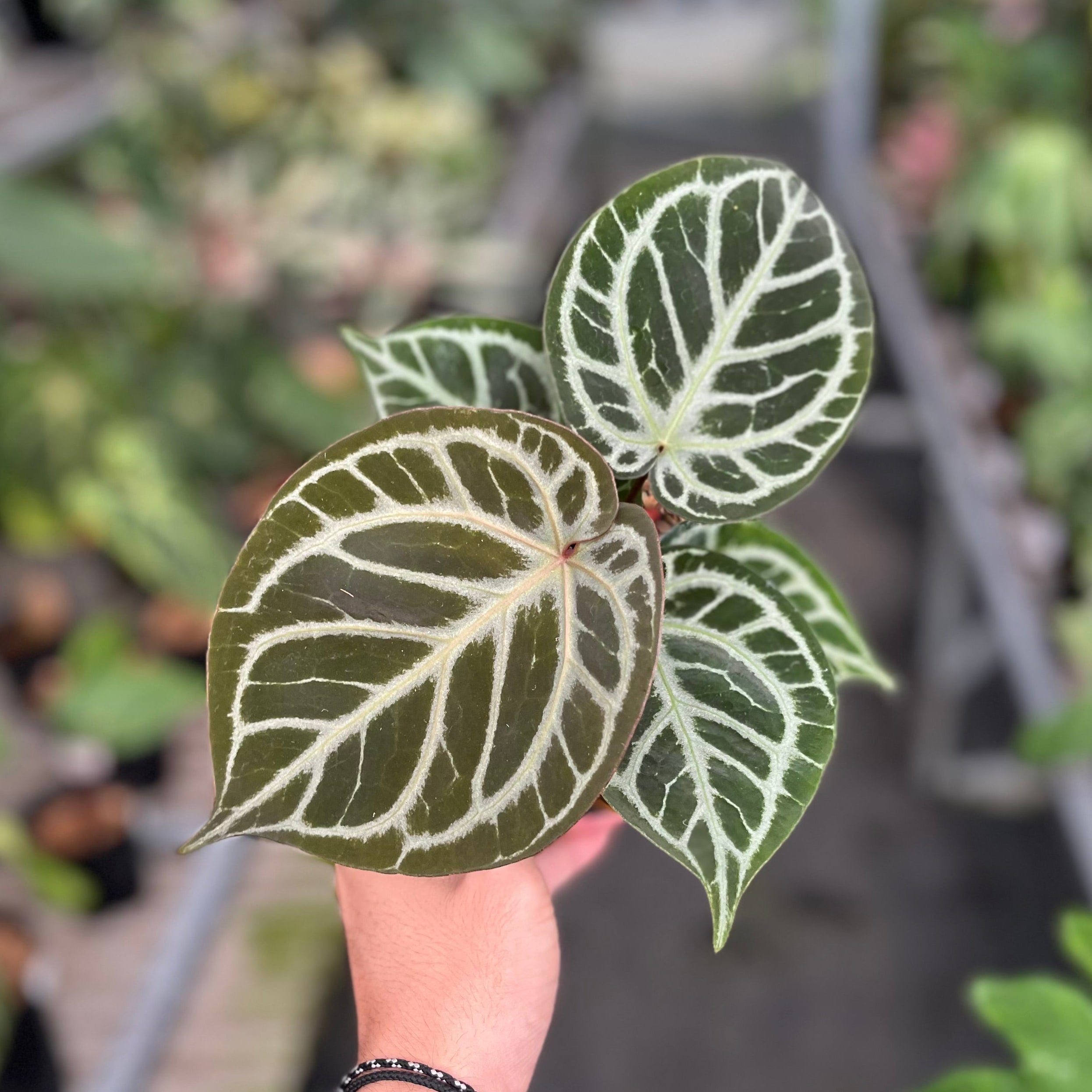 Anthurium red tiger