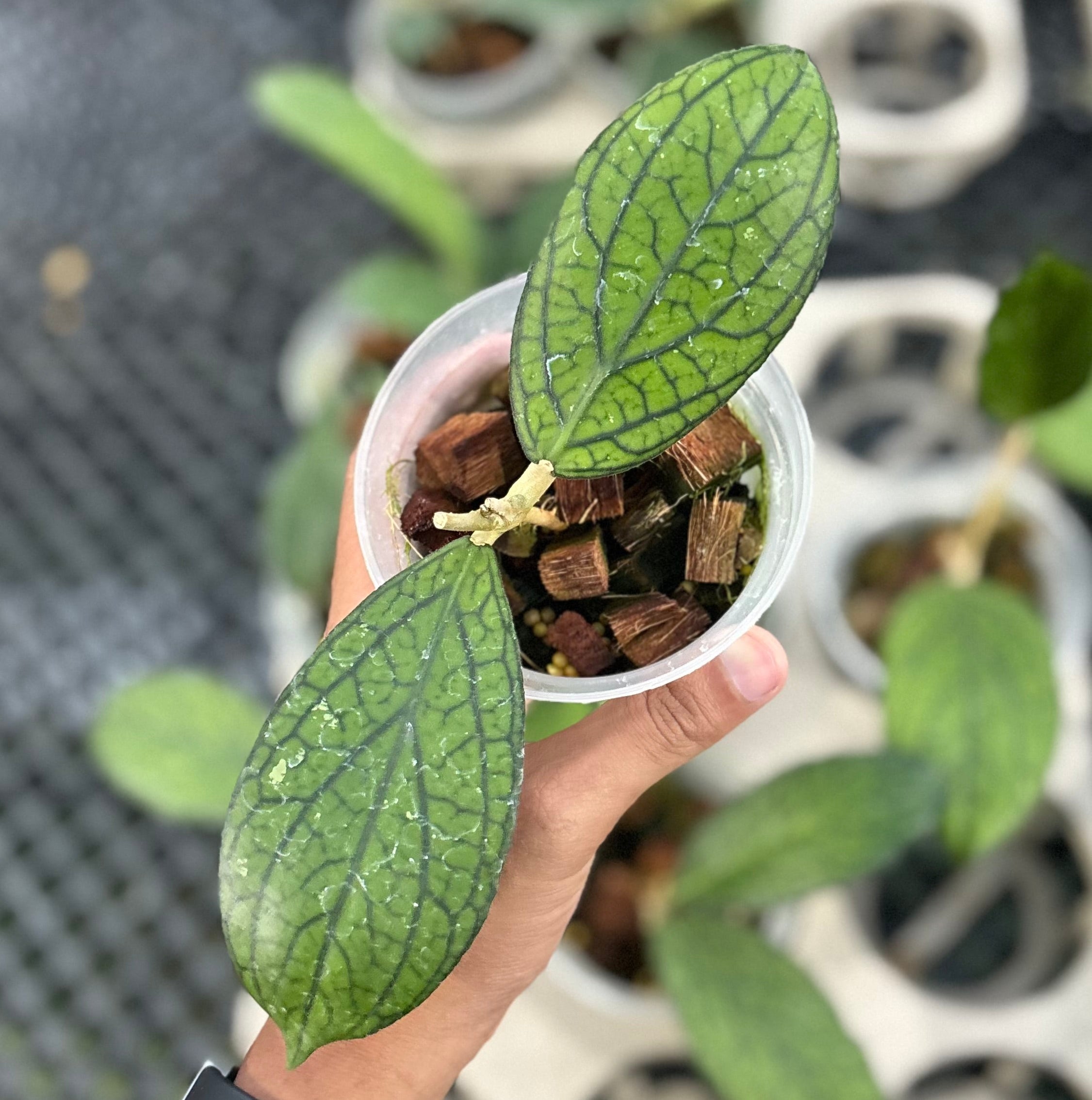 Hoya sp tanggamus ‘limau kapas’