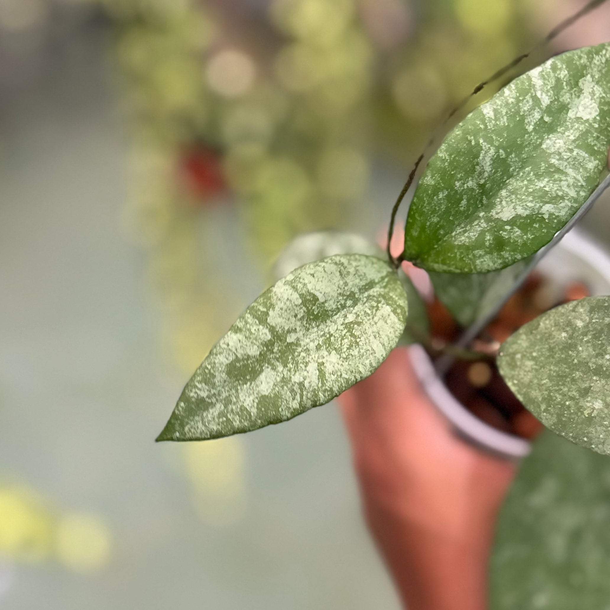 Hoya caudata snow dust