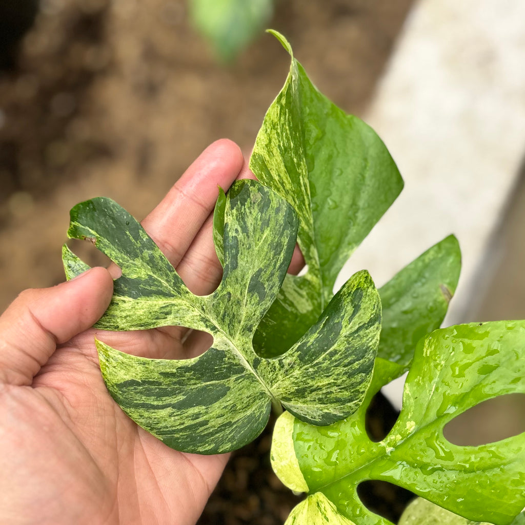 【現物】Rhaphidophora tetrasperma MIGMA Rhaphidophora tetrasperma migma variegated – Aroid Market