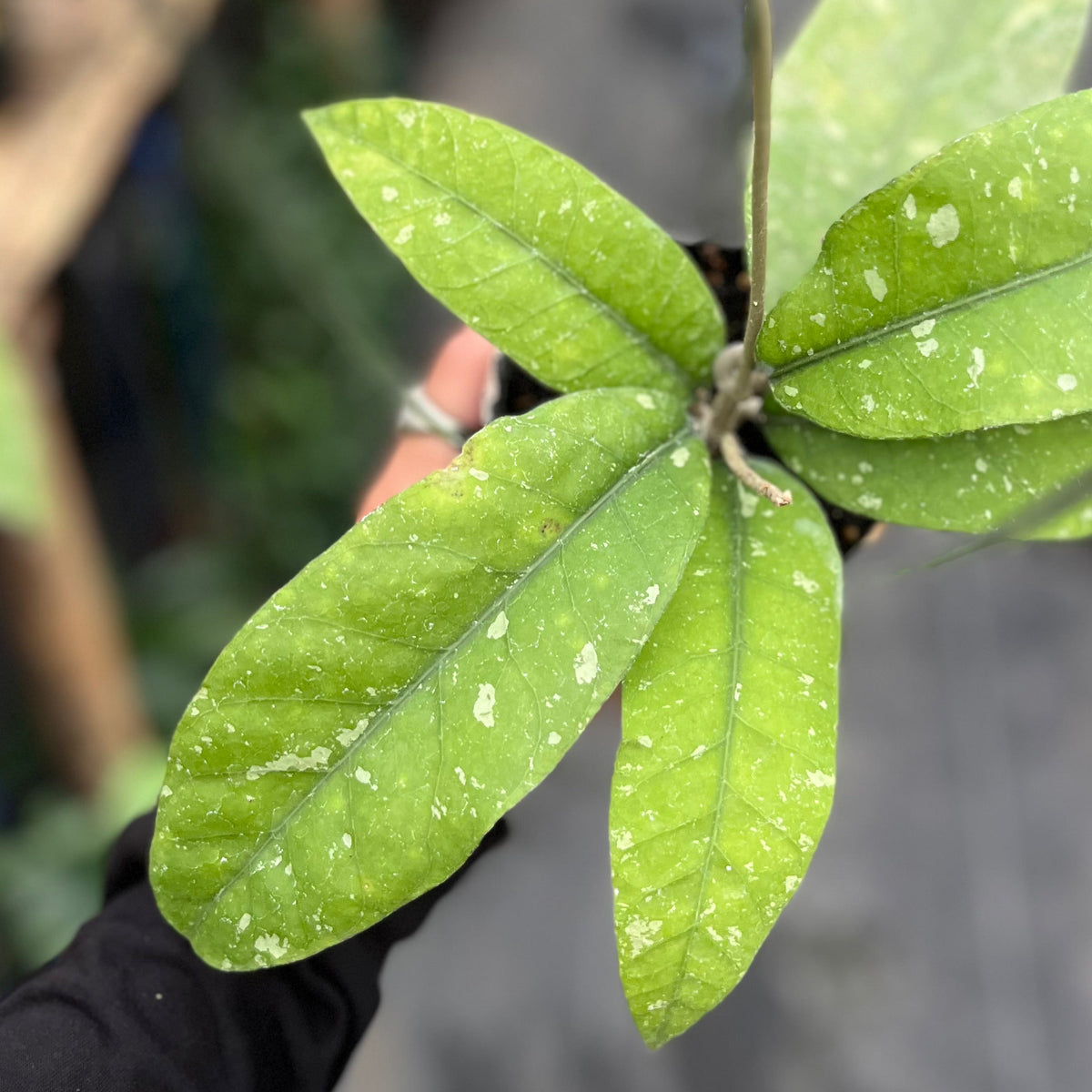 Hoya sp aceh singkil