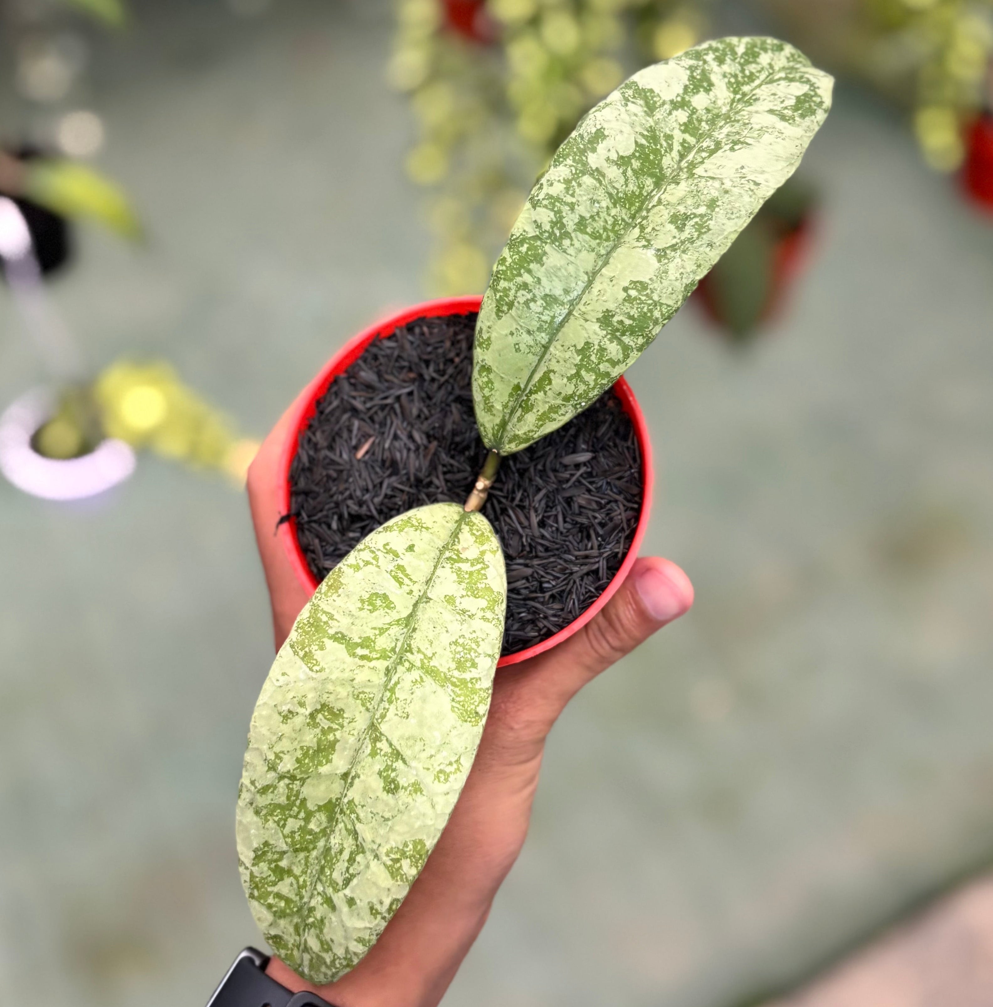Hoya aff lambii silver big leaf