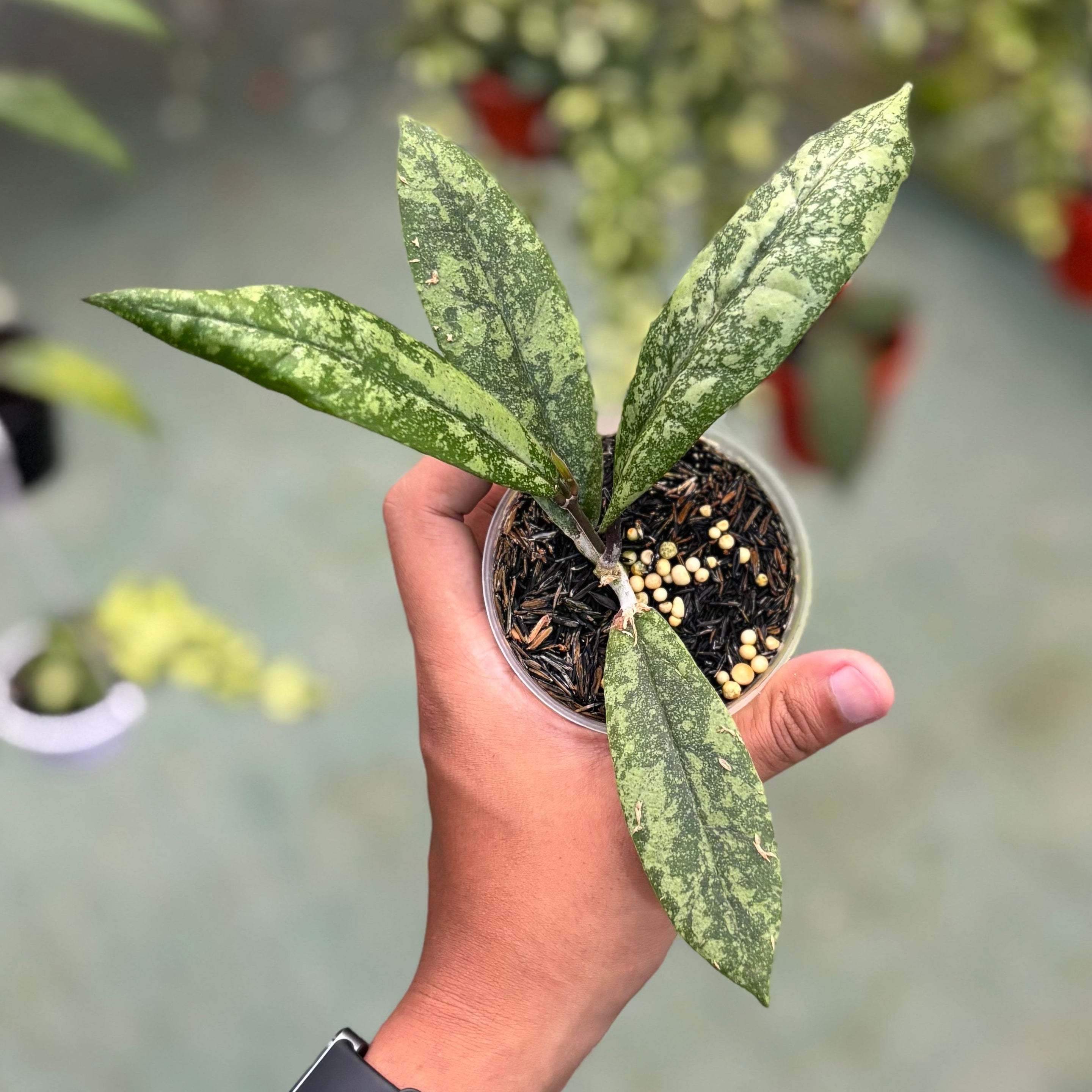 Hoya finlaysonii silver