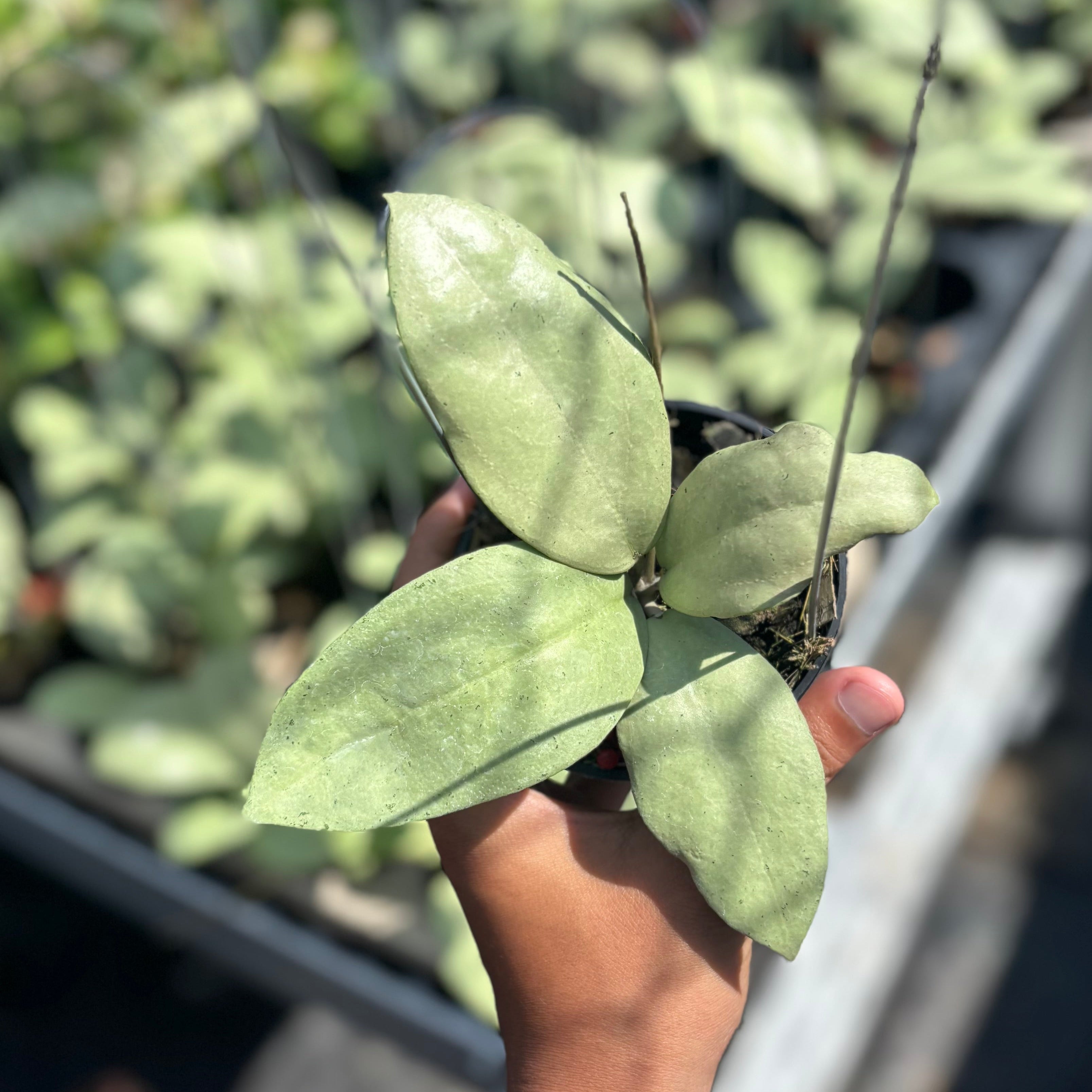 Hoya sp menak sopal