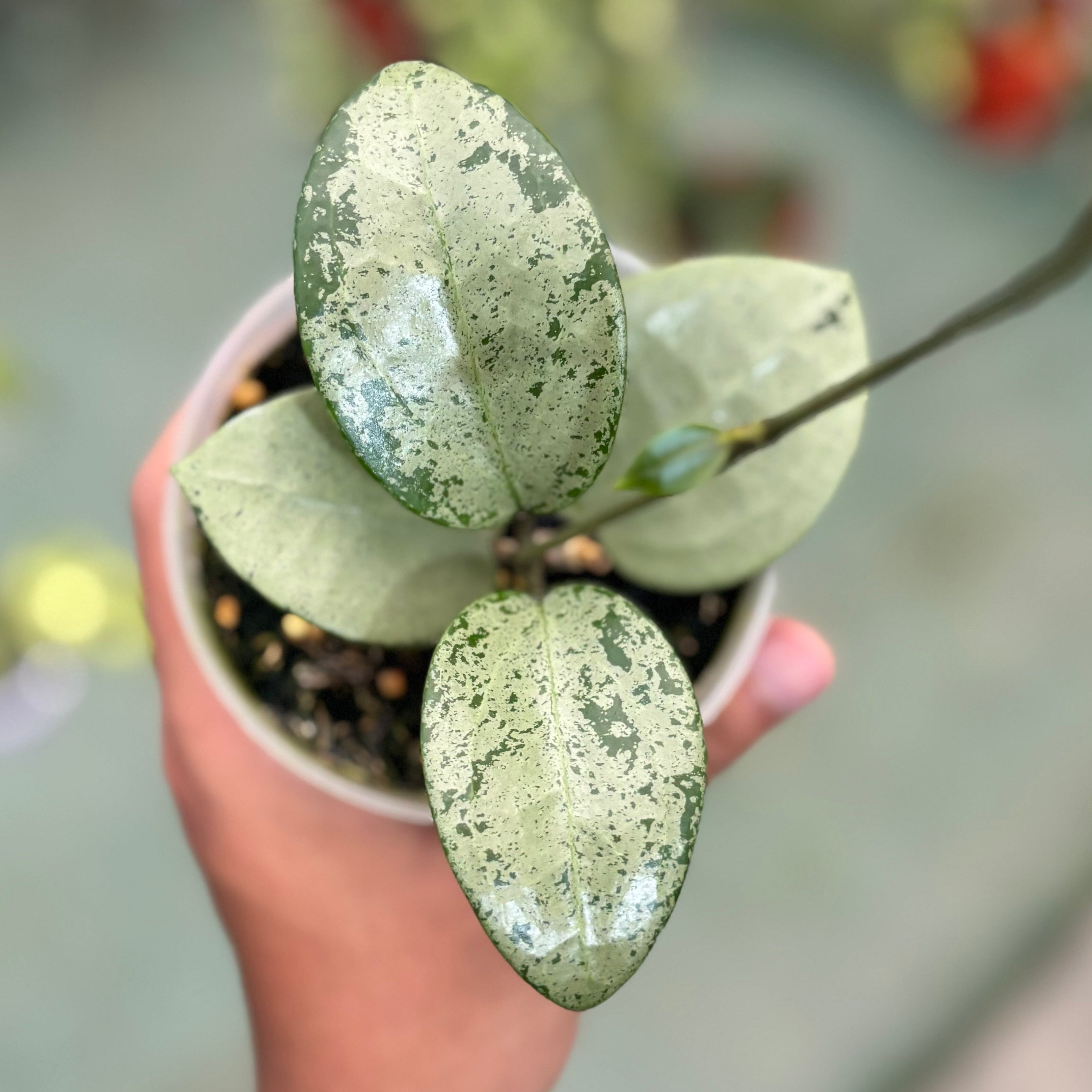 Hoya parasitica silver heart