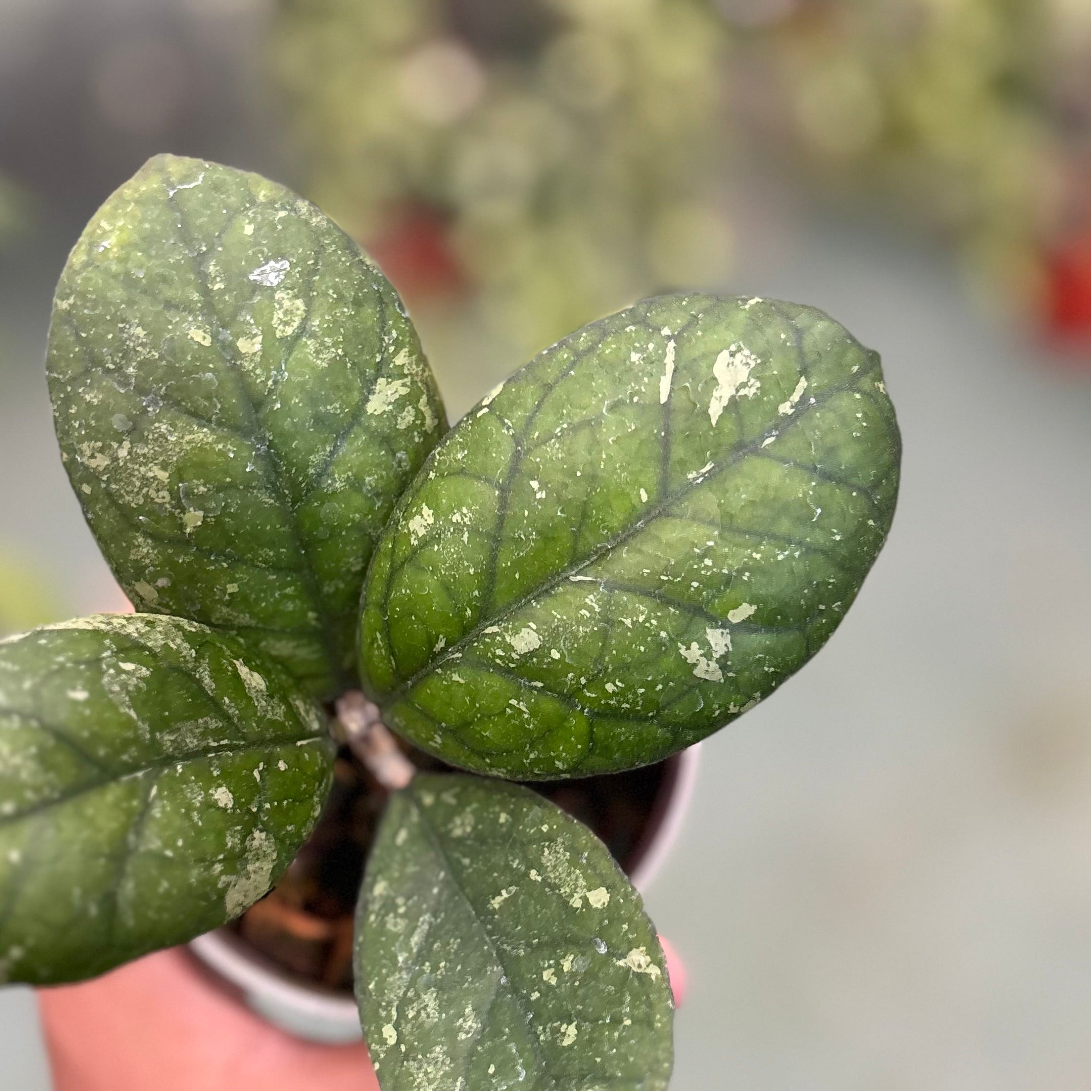 Hoya larisa