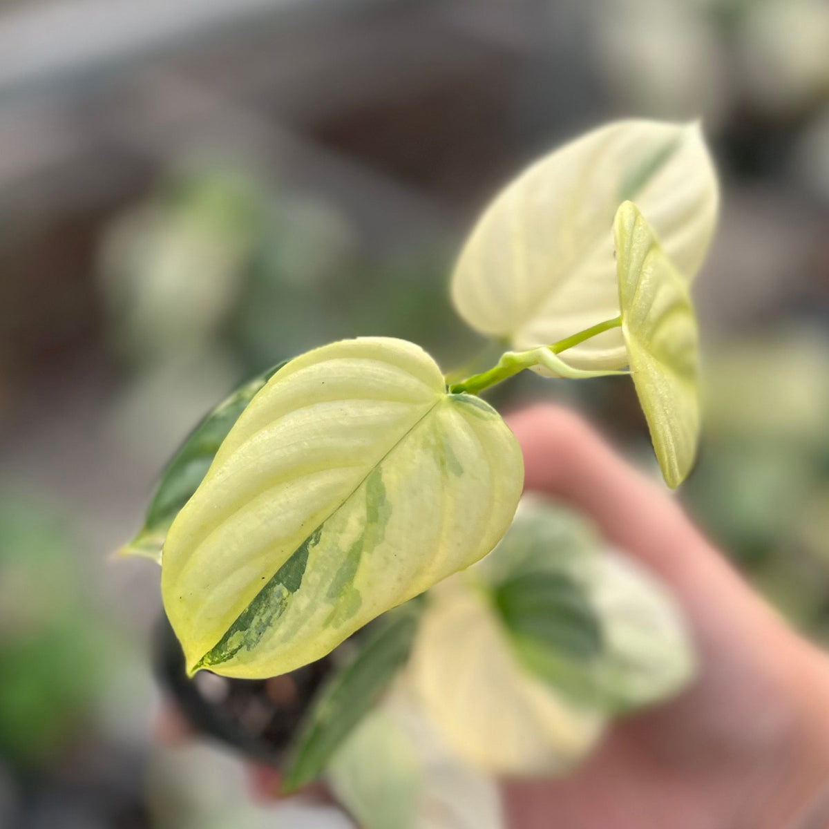 Philodendron brandtianum variegated
