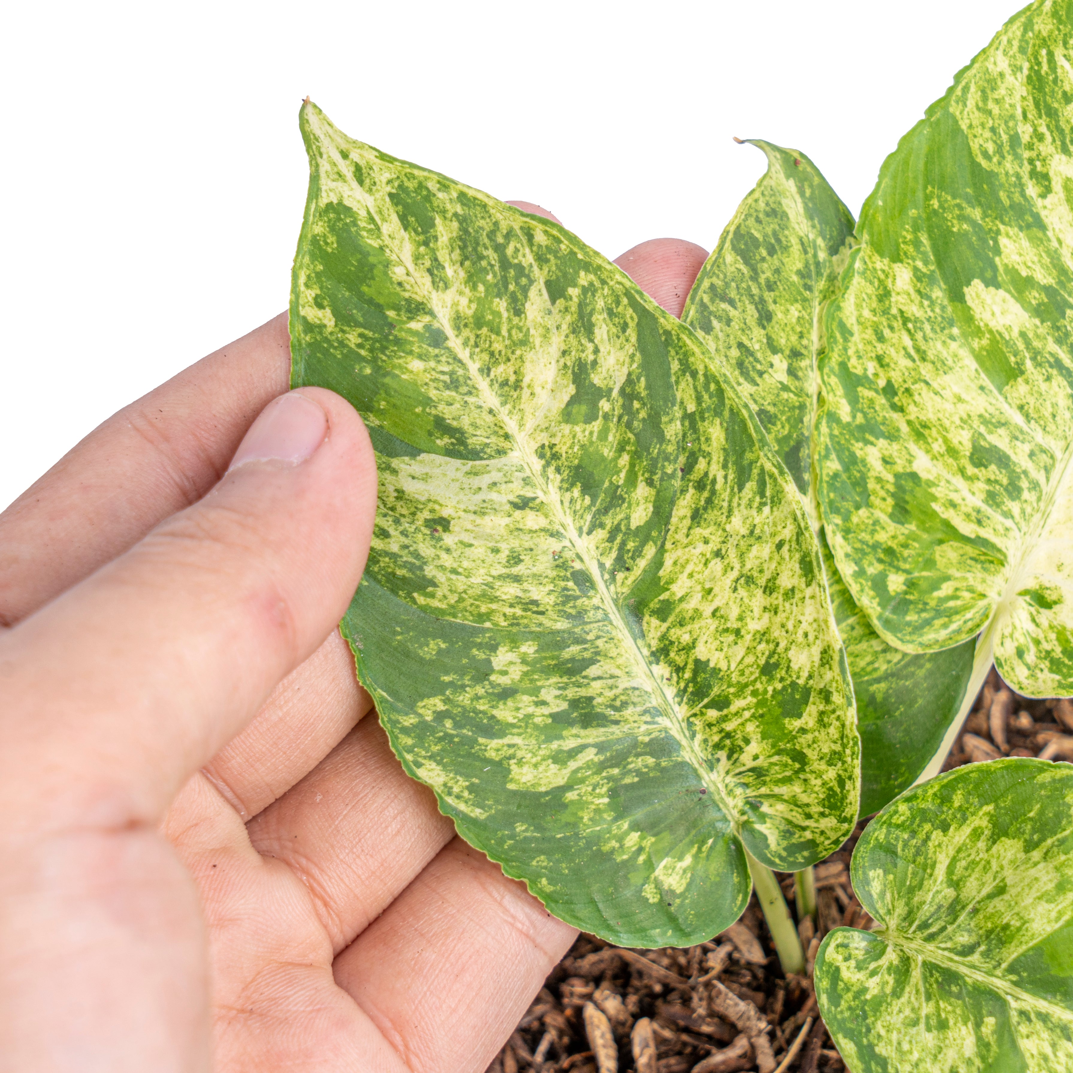 Homalomena aurea variegated Sp Borneo - Aroidmarket