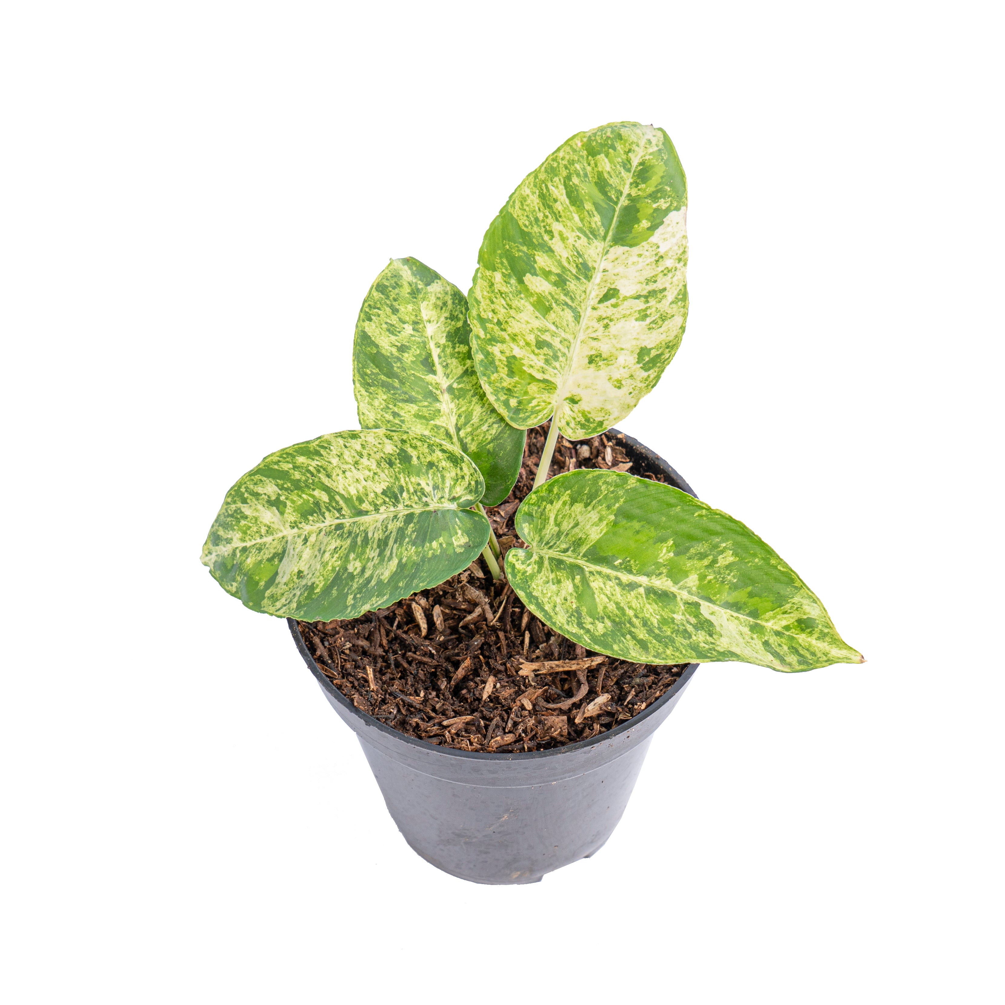 Homalomena aurea variegated Sp Borneo - Aroidmarket