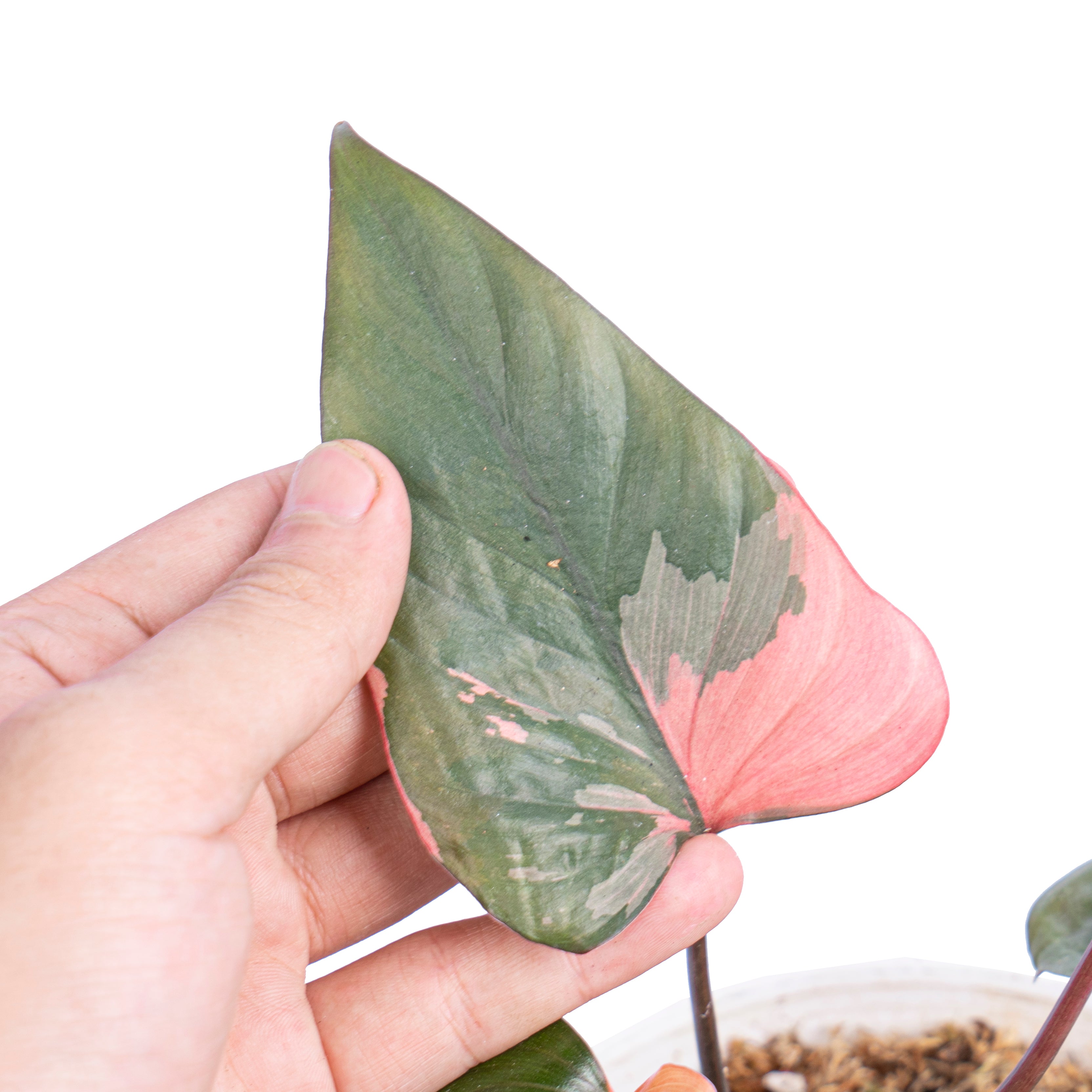 Homalomena pink diamond