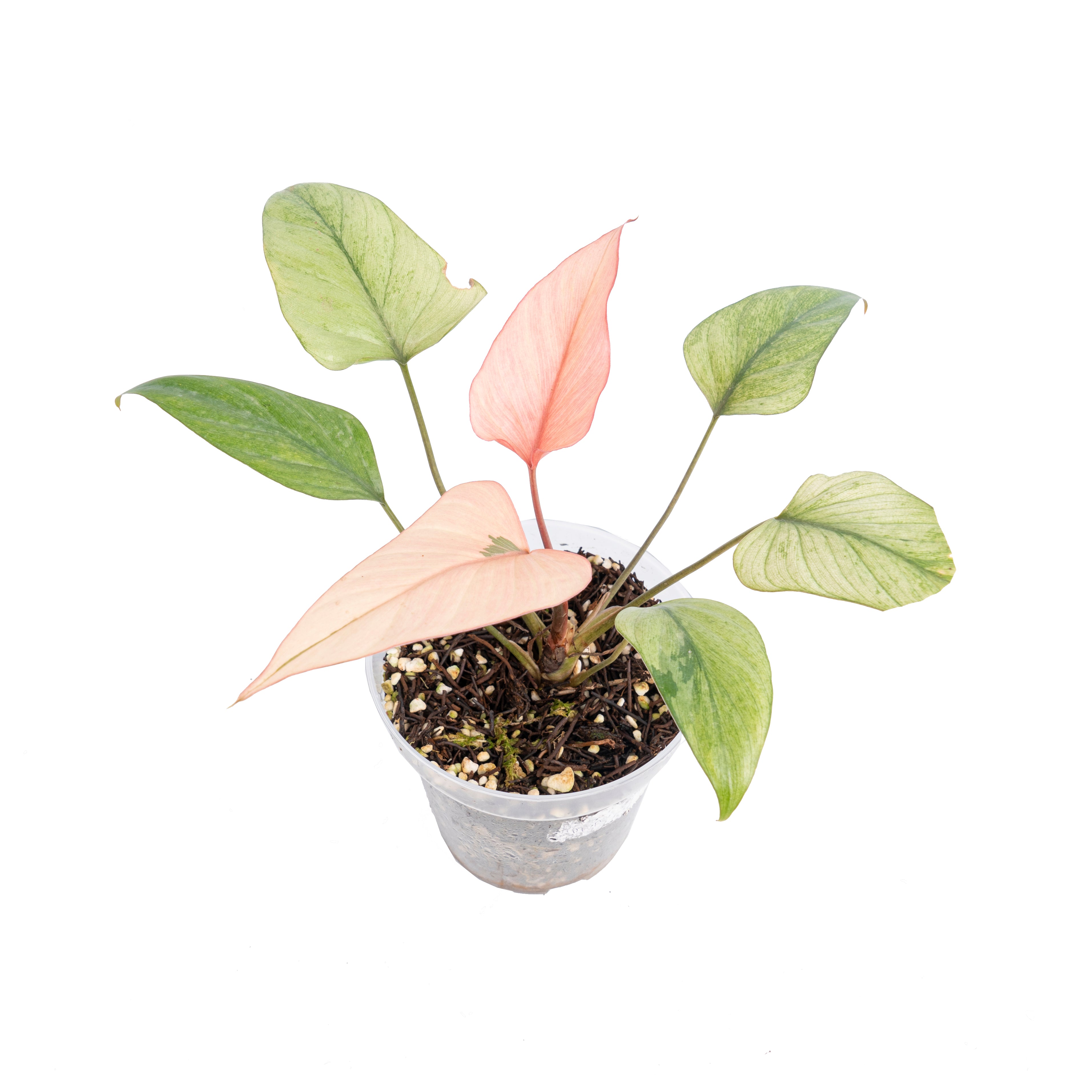 Homalomena pink diamond mint variegated