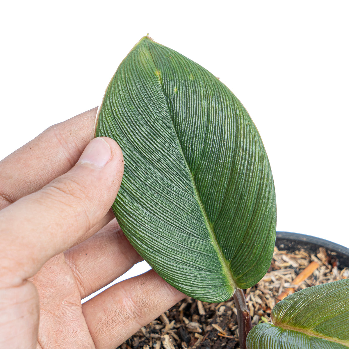 Homalomena red thrick Sp Sumatra