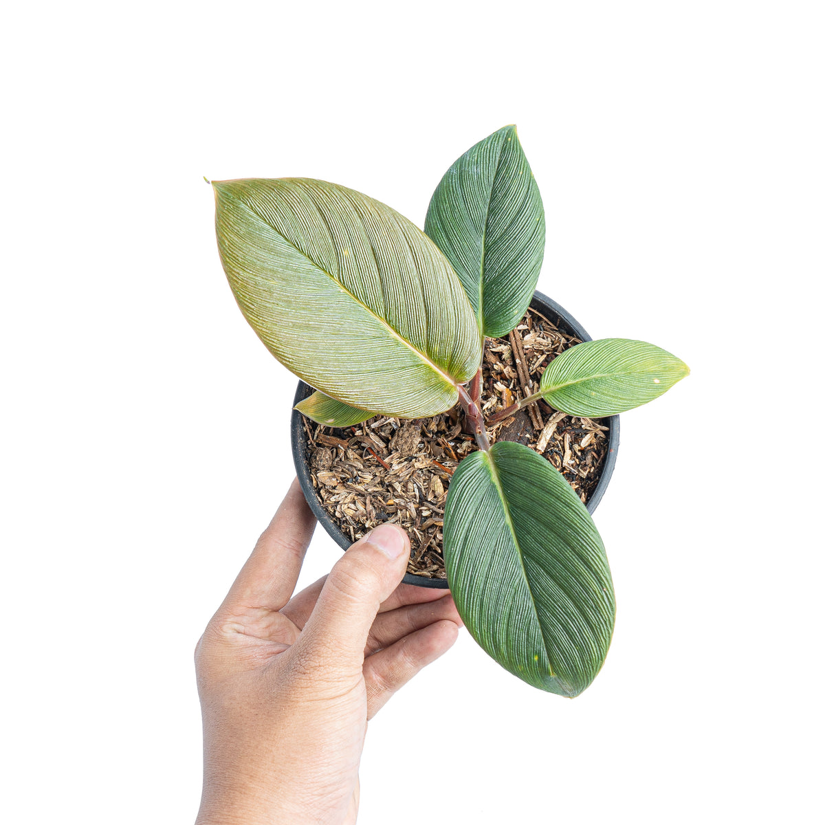 Homalomena red thrick Sp Sumatra