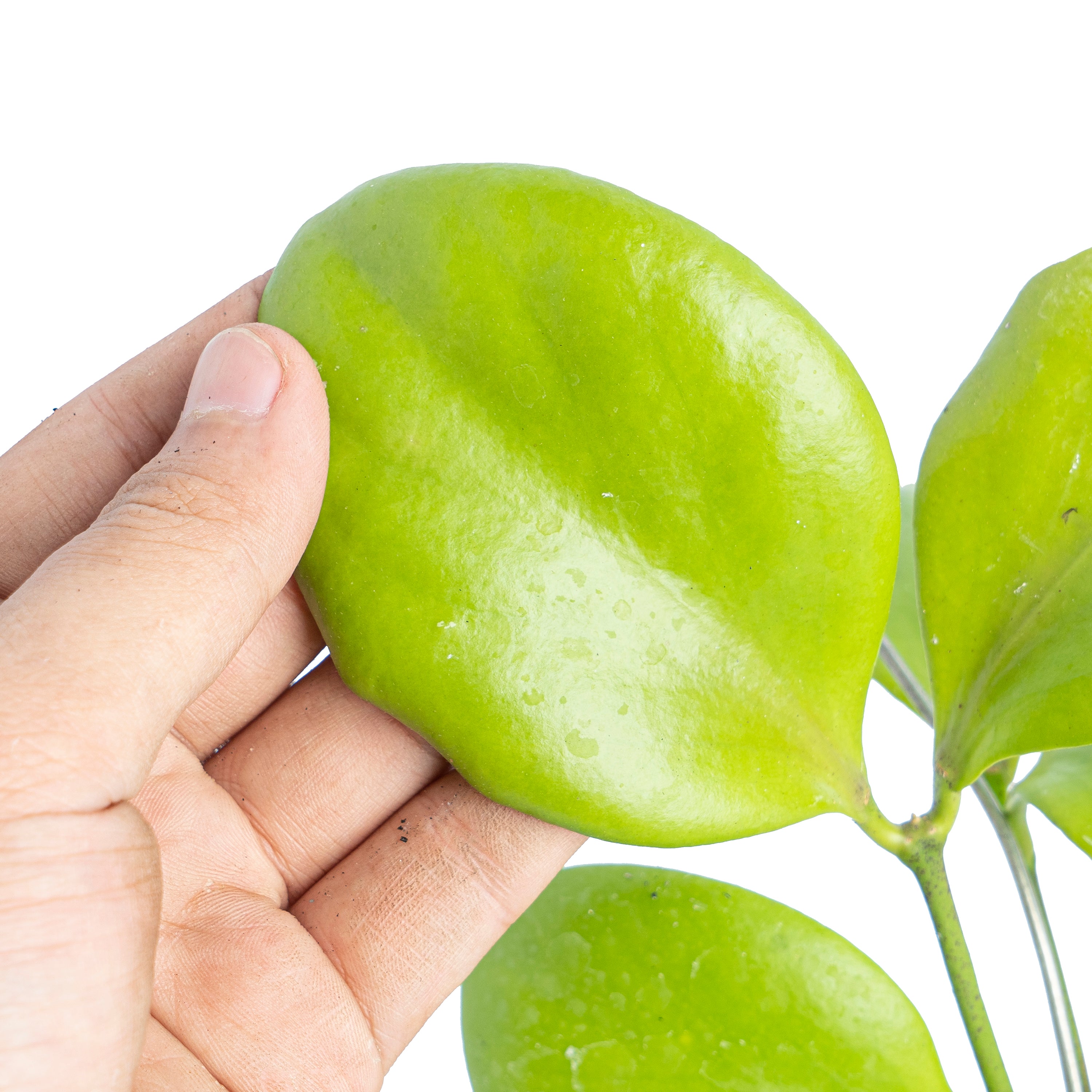 Hoya Anulata