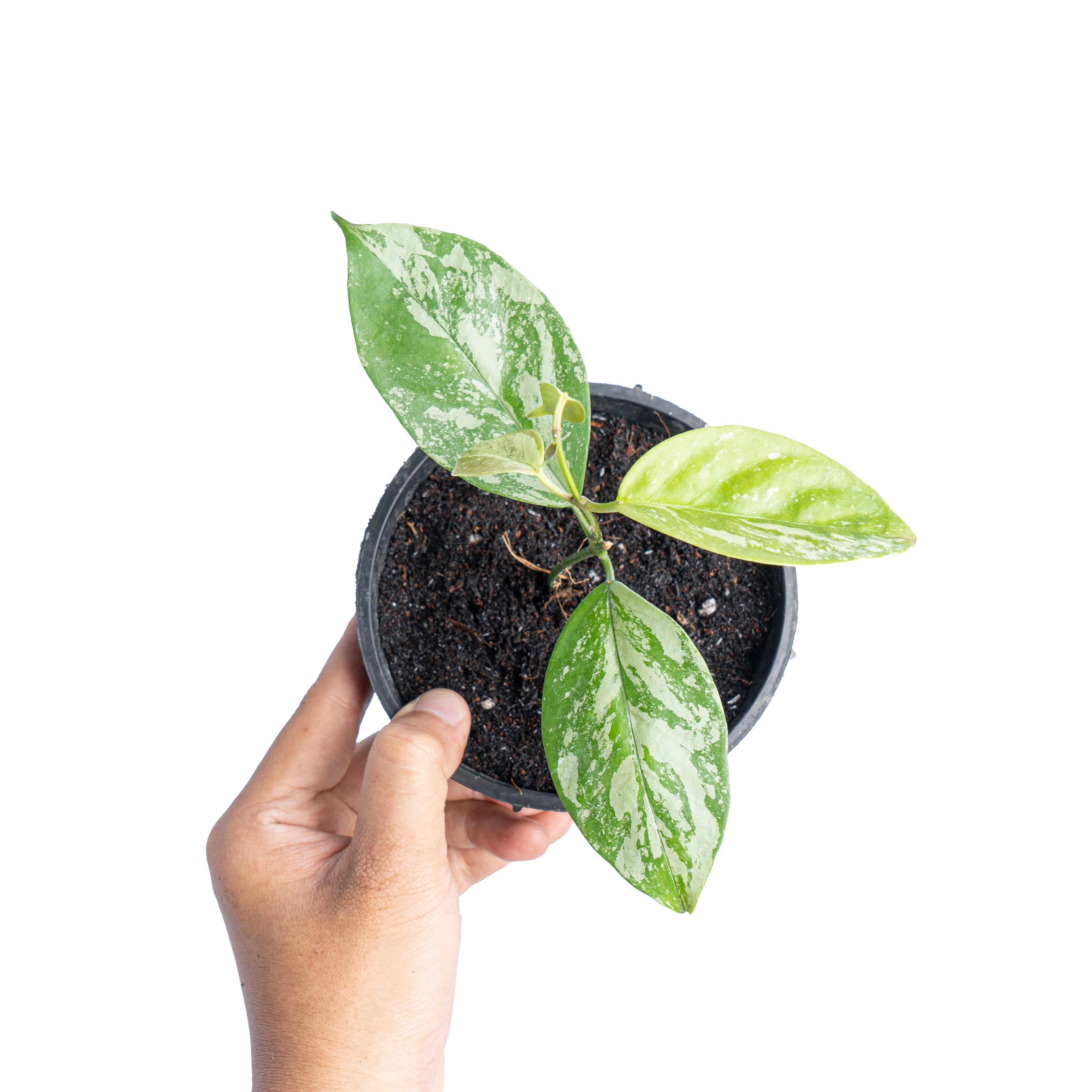 Hoya Coriacea splash - Aroidmarket