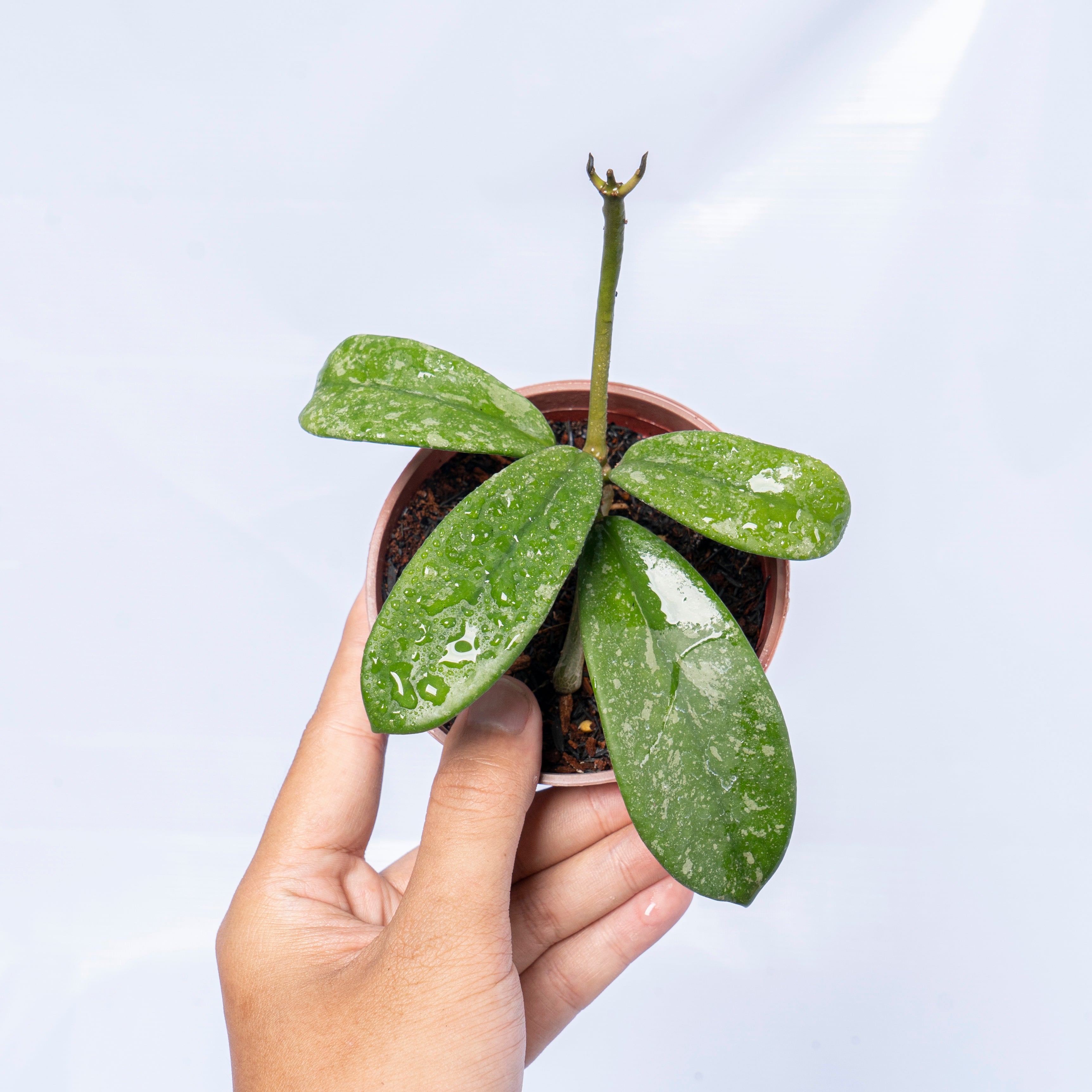 Hoya Diversifolia Splash