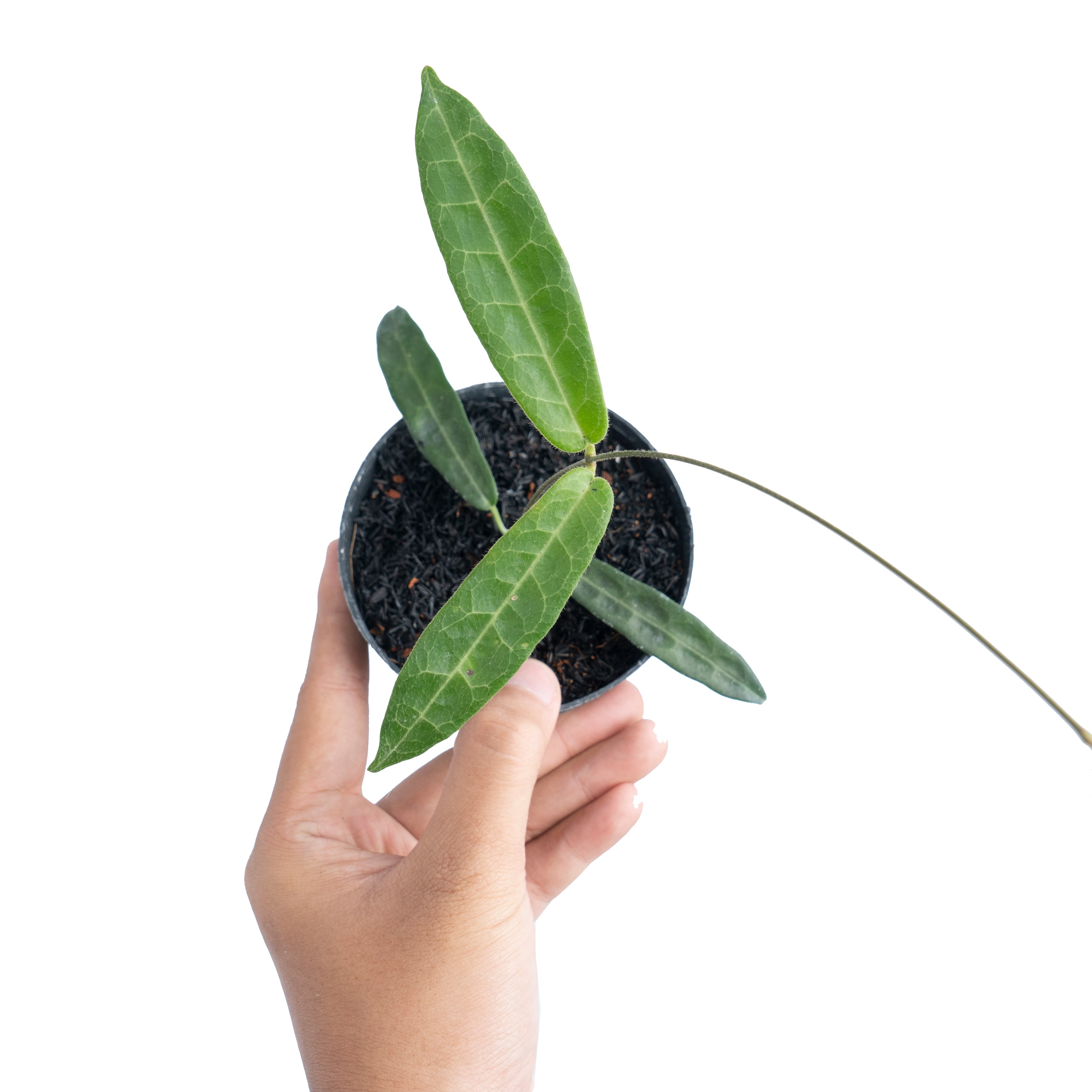 Hoya Hypolasia花座付き Hoya Hypolasia