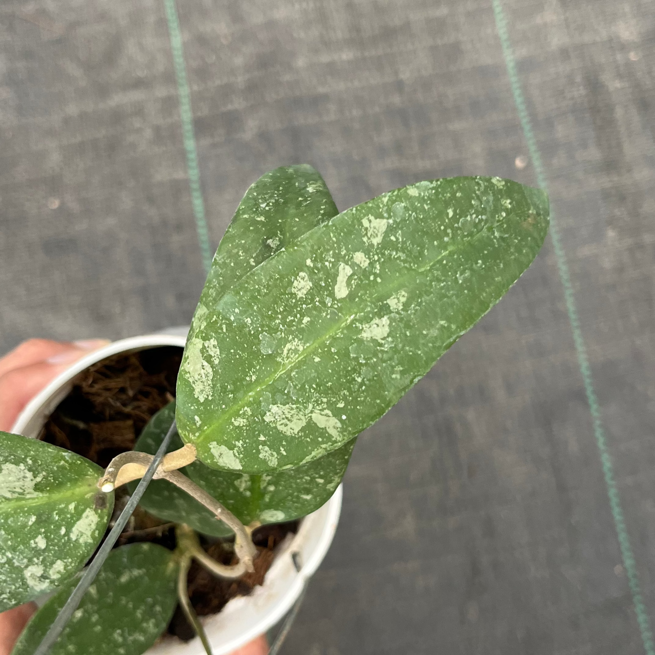 Hoya Kaikoeana Splash