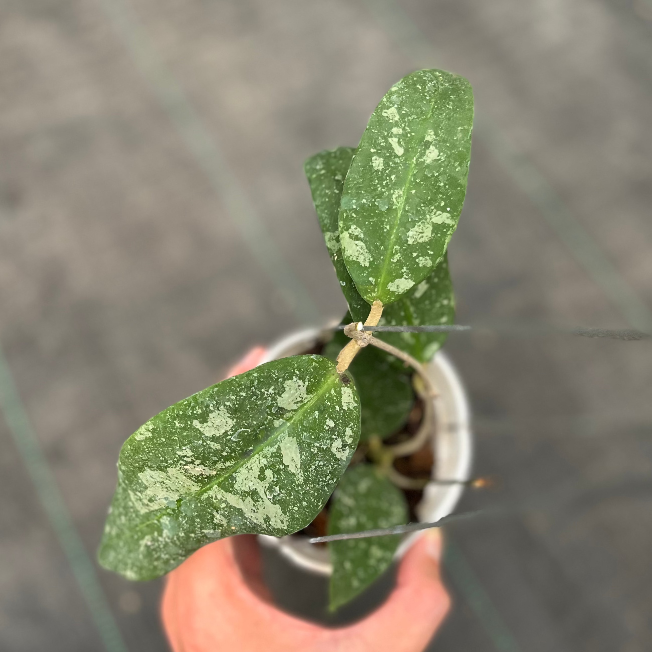 Hoya Kaikoeana Splash