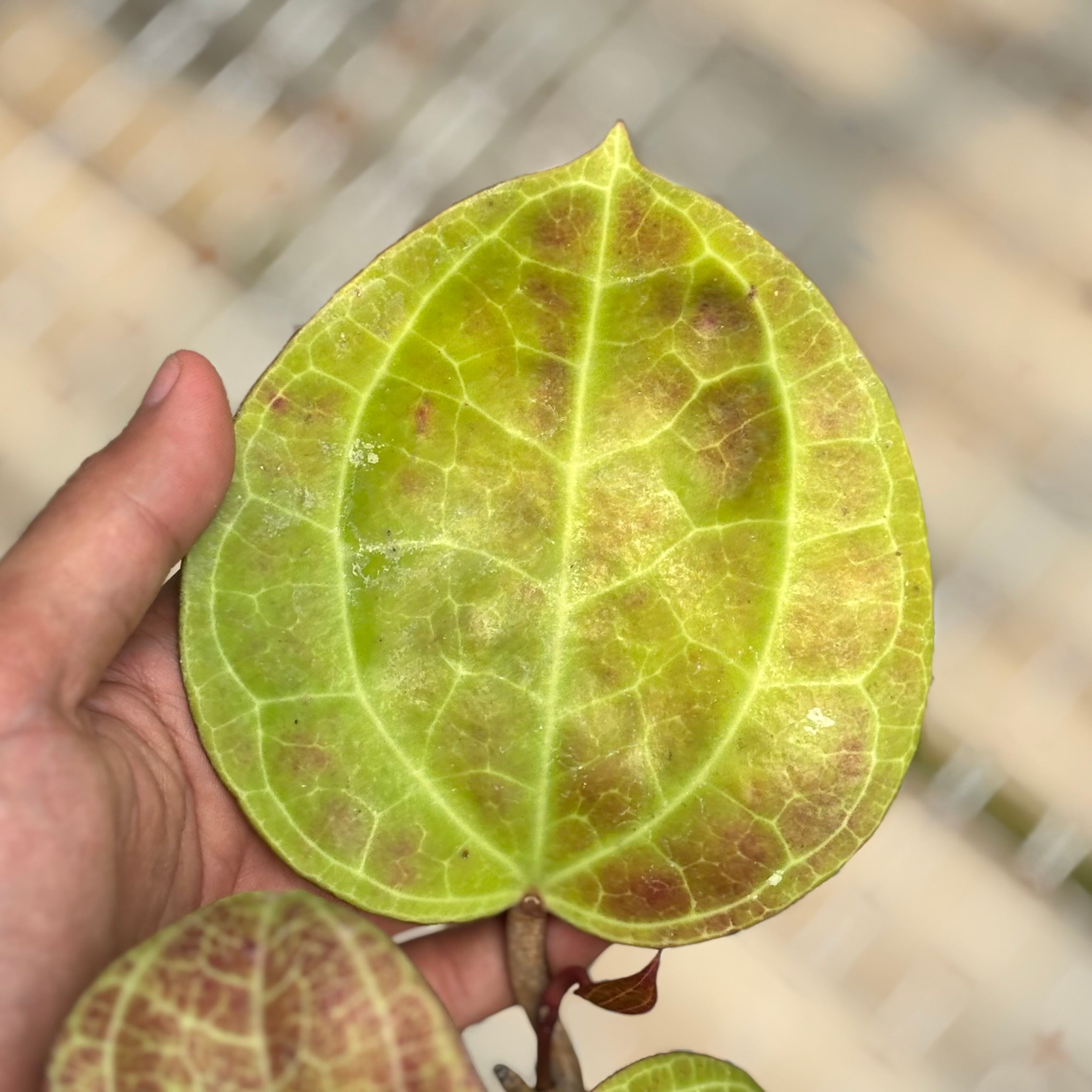 Hoya Latifolia sp Sarawak