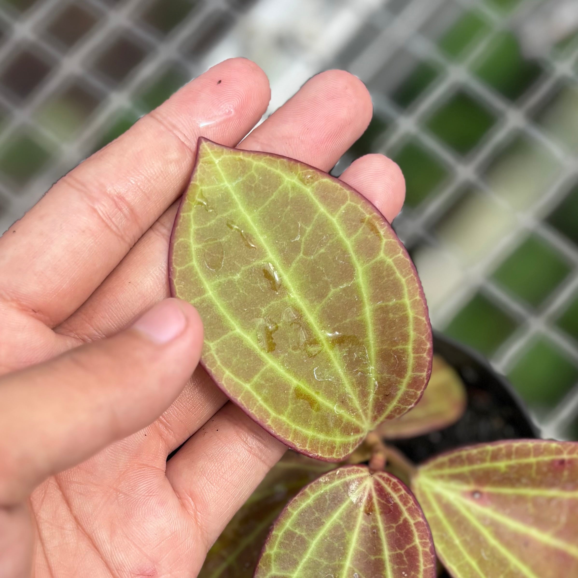Hoya Macrophylla Red