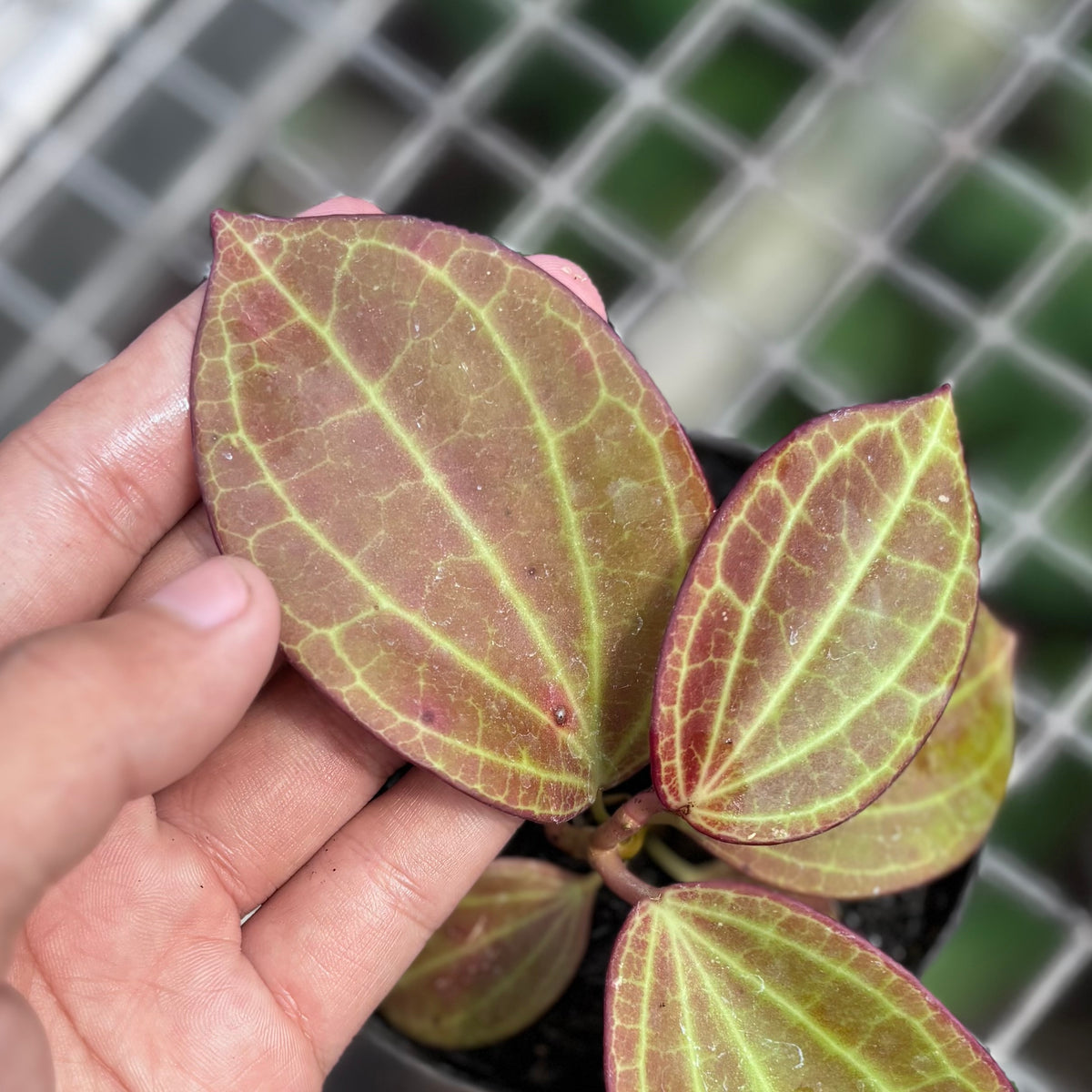 Hoya Macrophylla Red