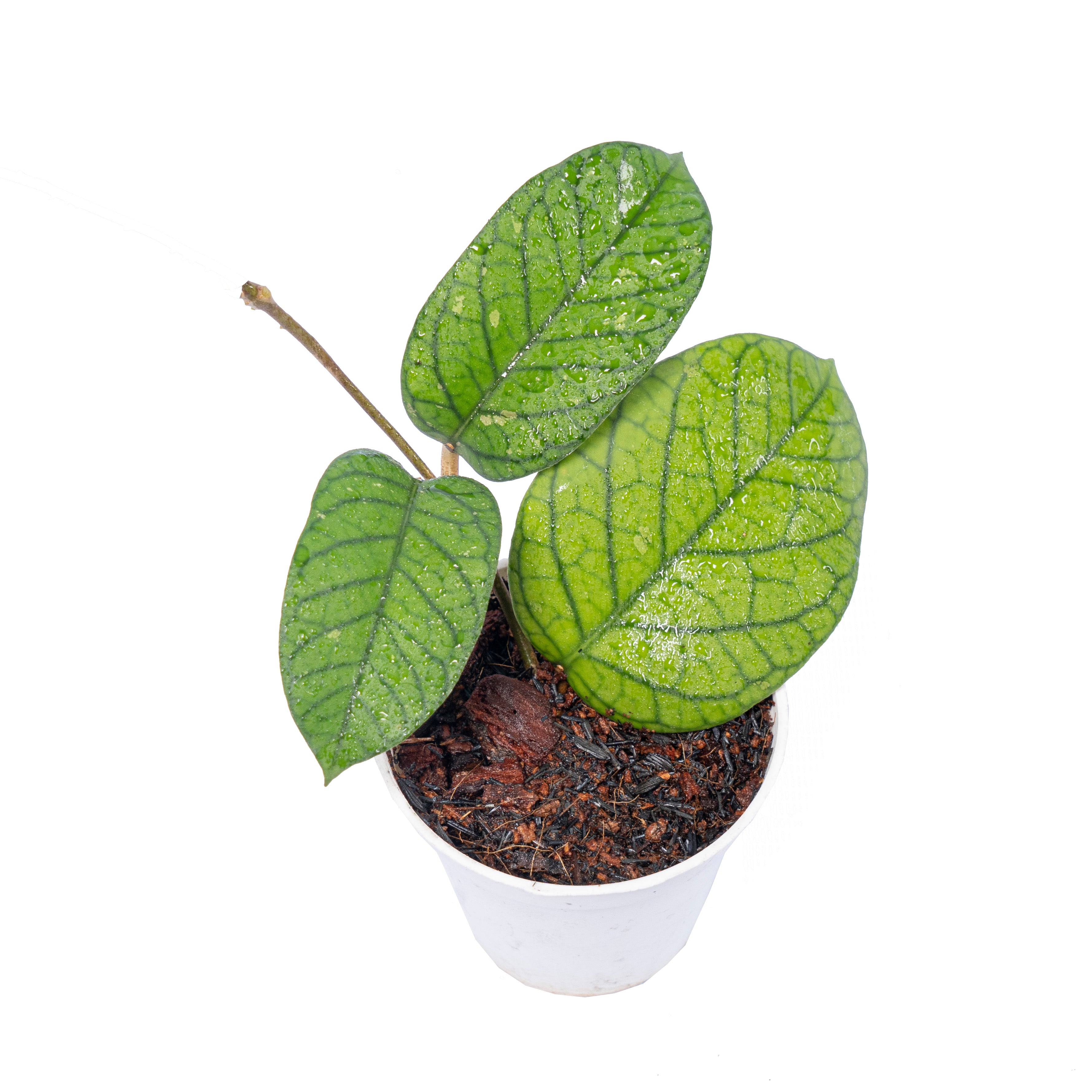 Hoya Meredhitii Aceh Big leaf