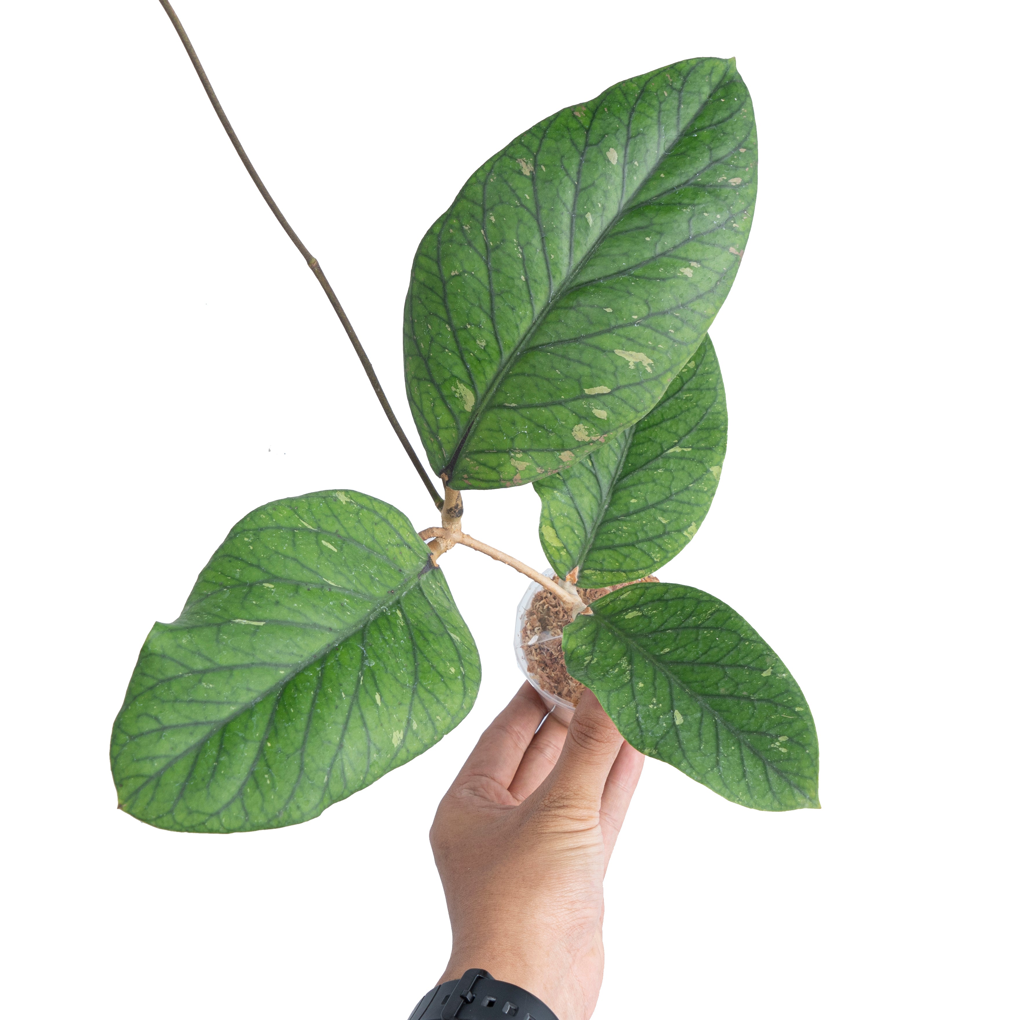 Hoya Meredithii Rare Pattern