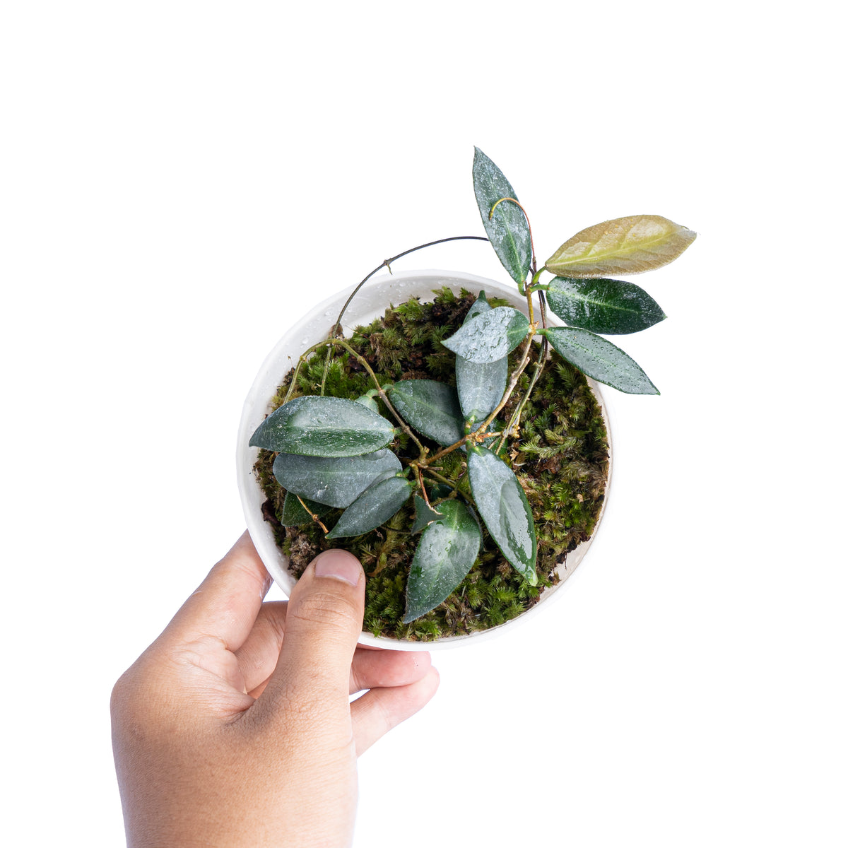 Hoya Patella