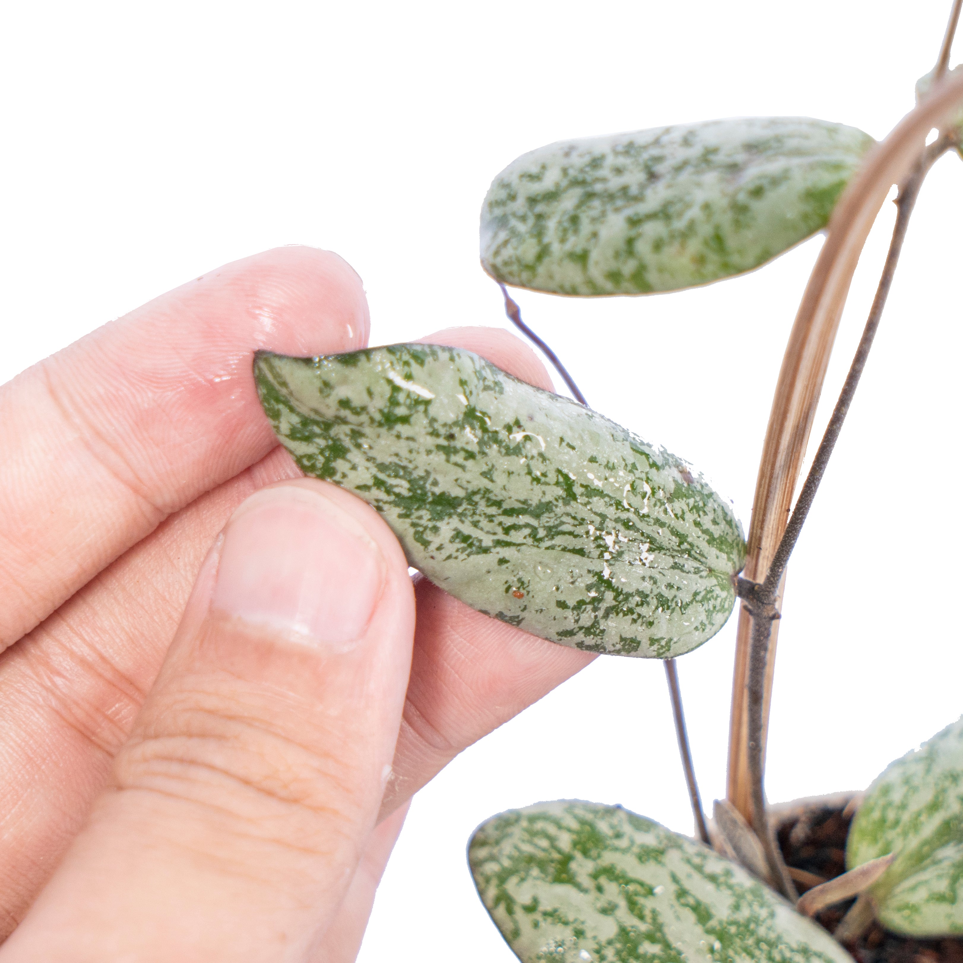 Hoya Sigilatis Silver Borneo