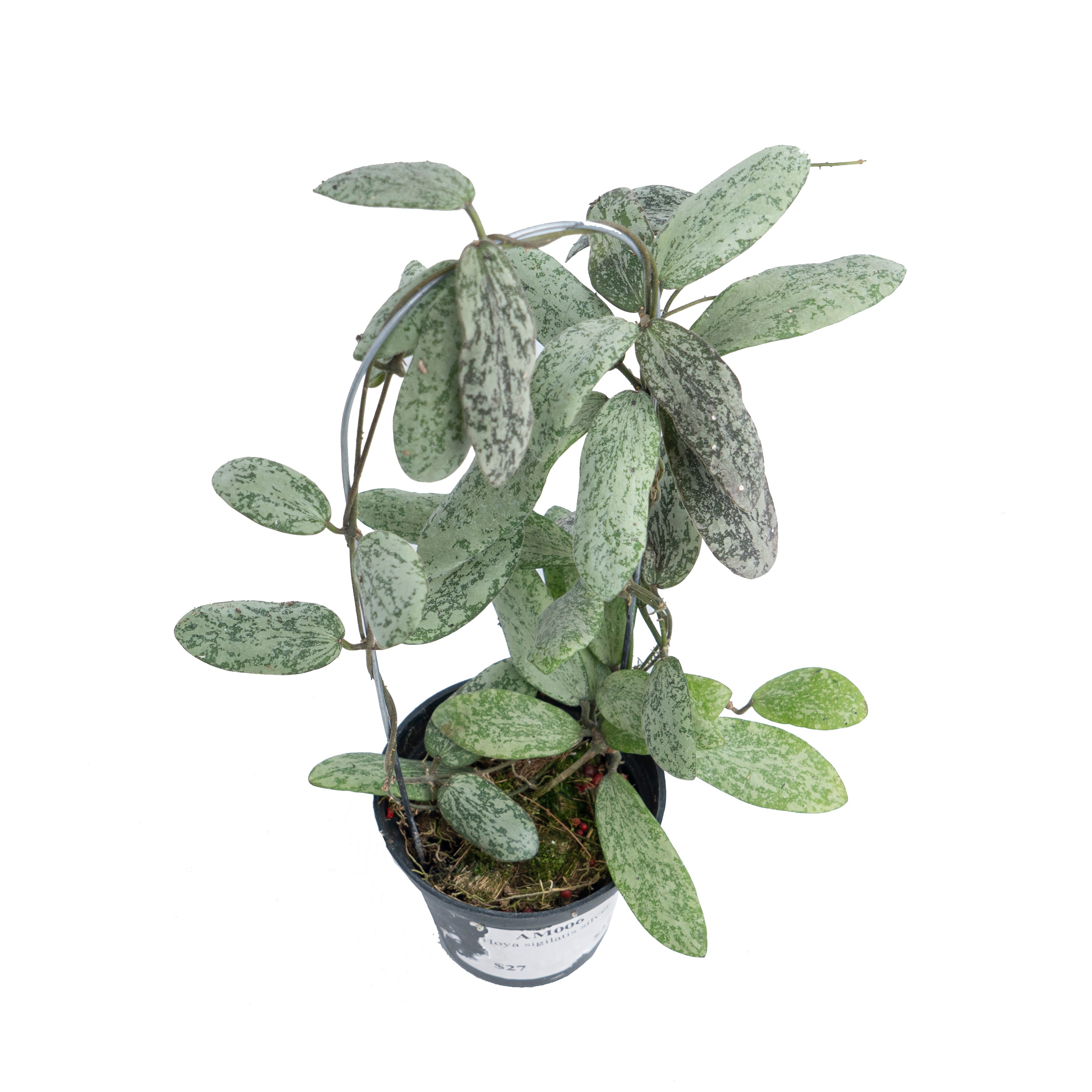 Hoya Sigillatis Silver VN-434