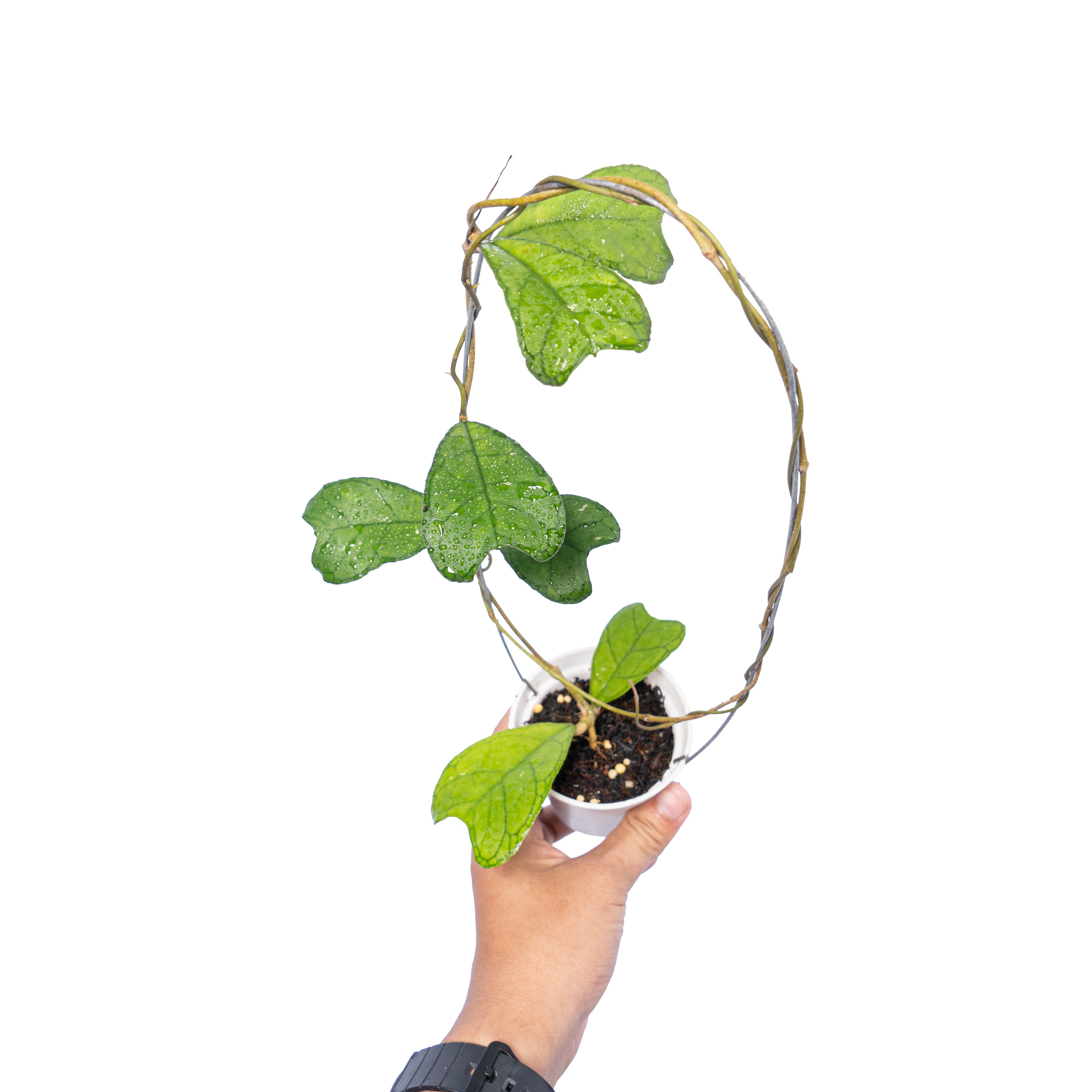 Hoya Sp Aceh Aff Deykeae