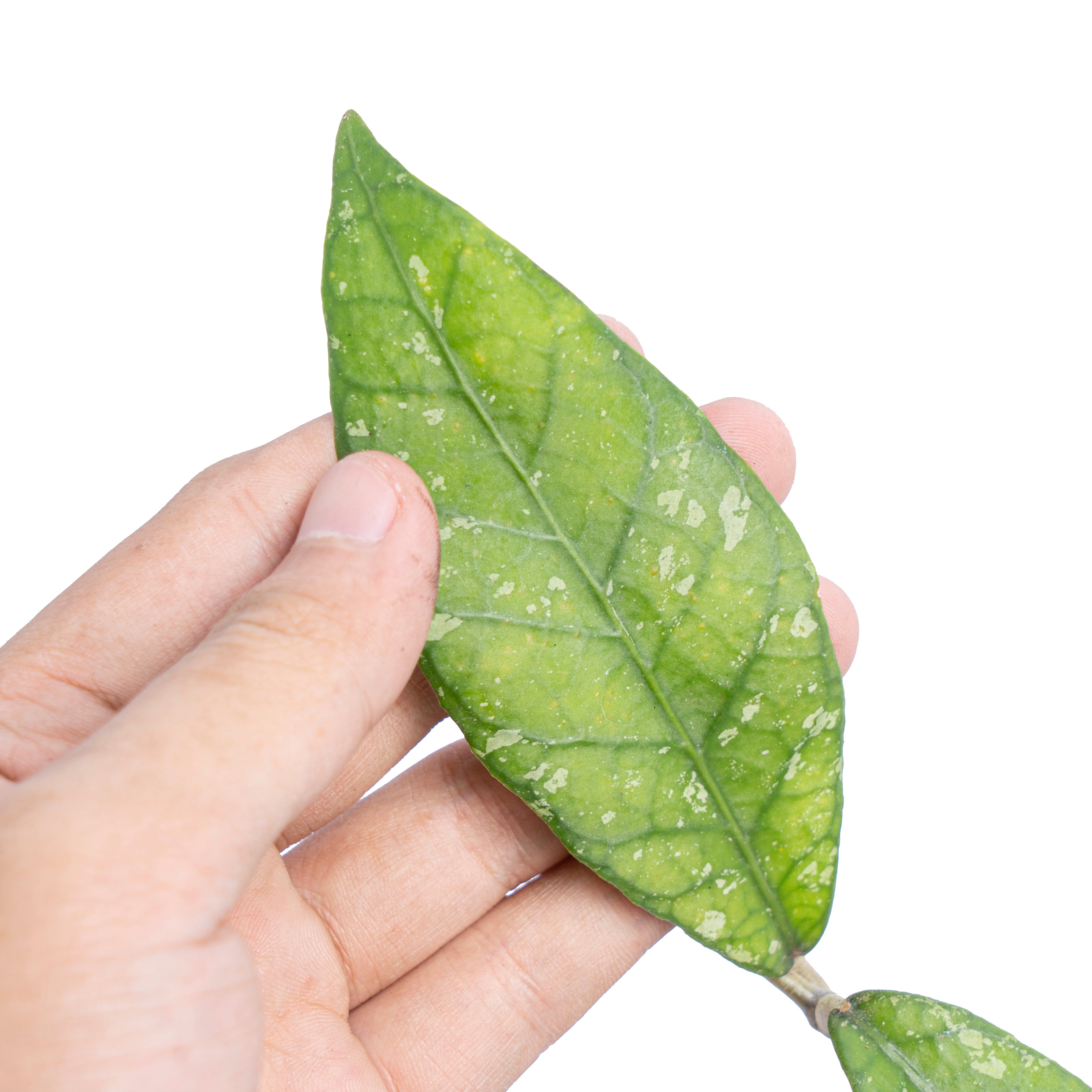 Hoya Sp Aceh splash - Aroidmarket
