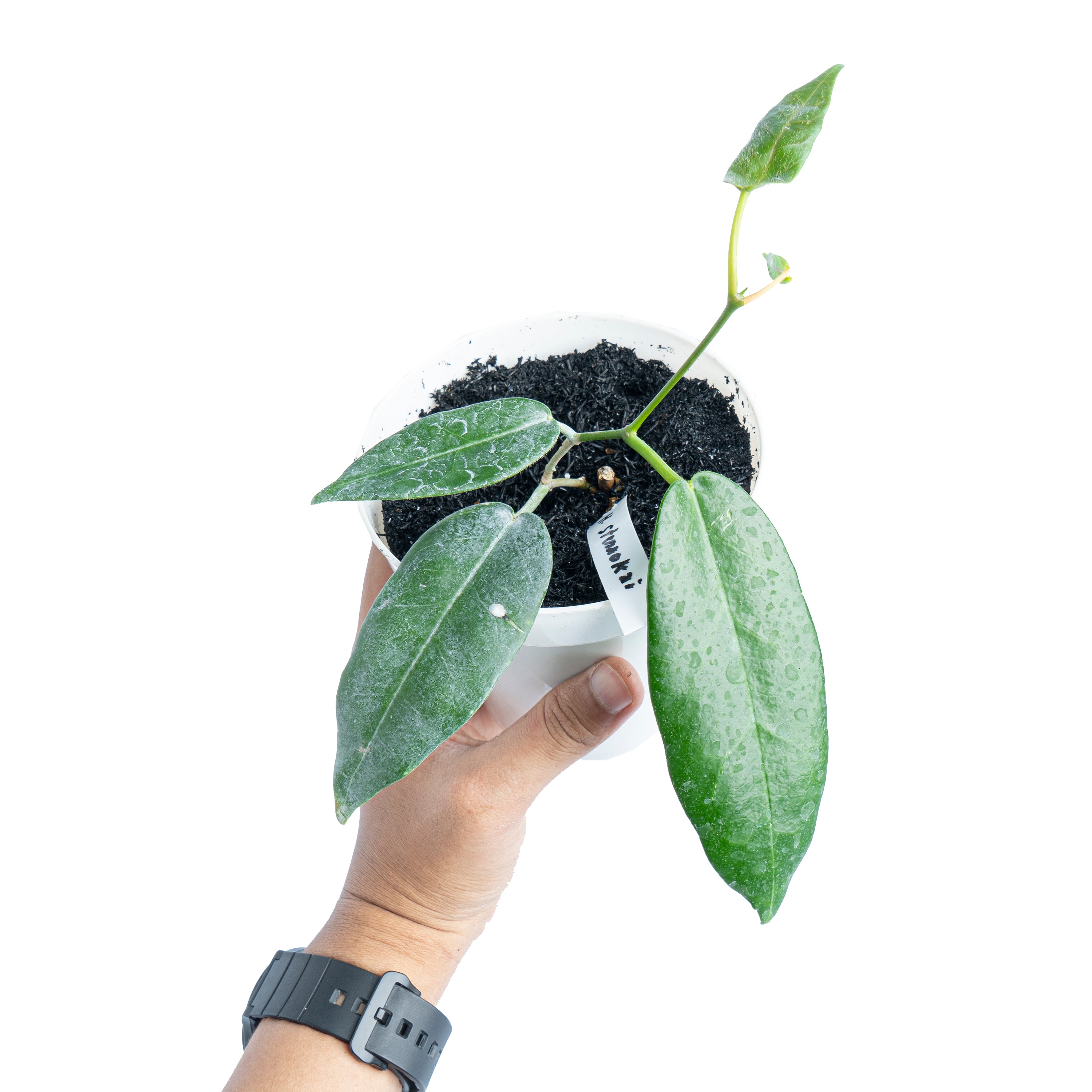 Hoya Stenaokai Sp Papua