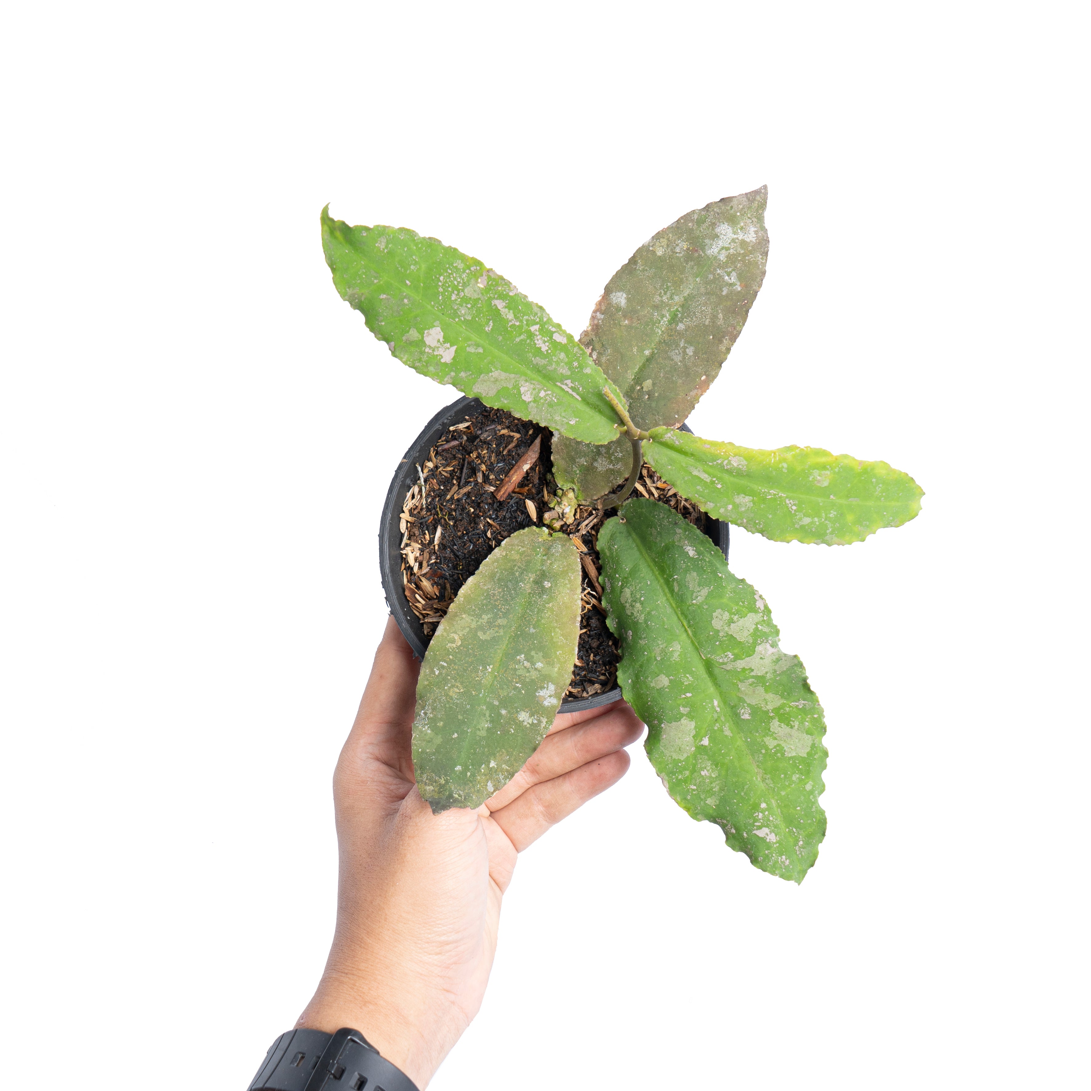 Hoya Undulata Splash