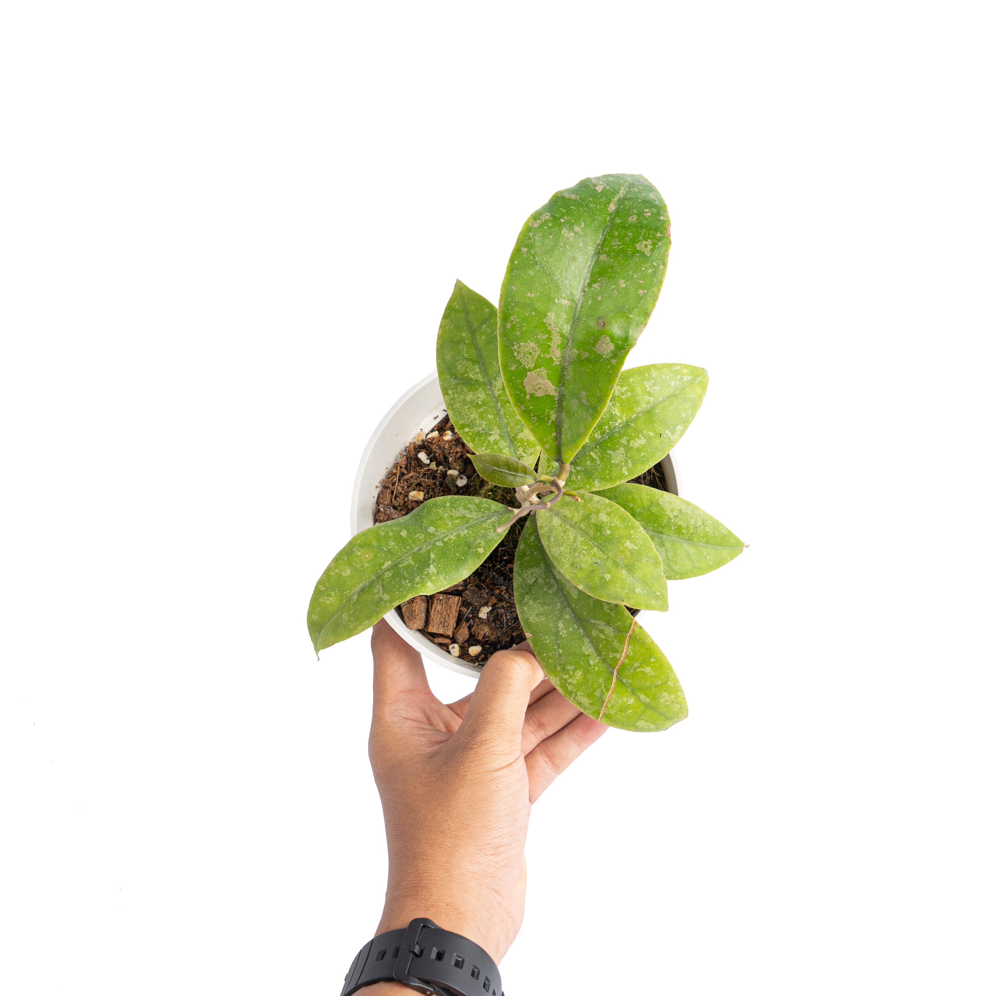 Hoya aff lambii splash