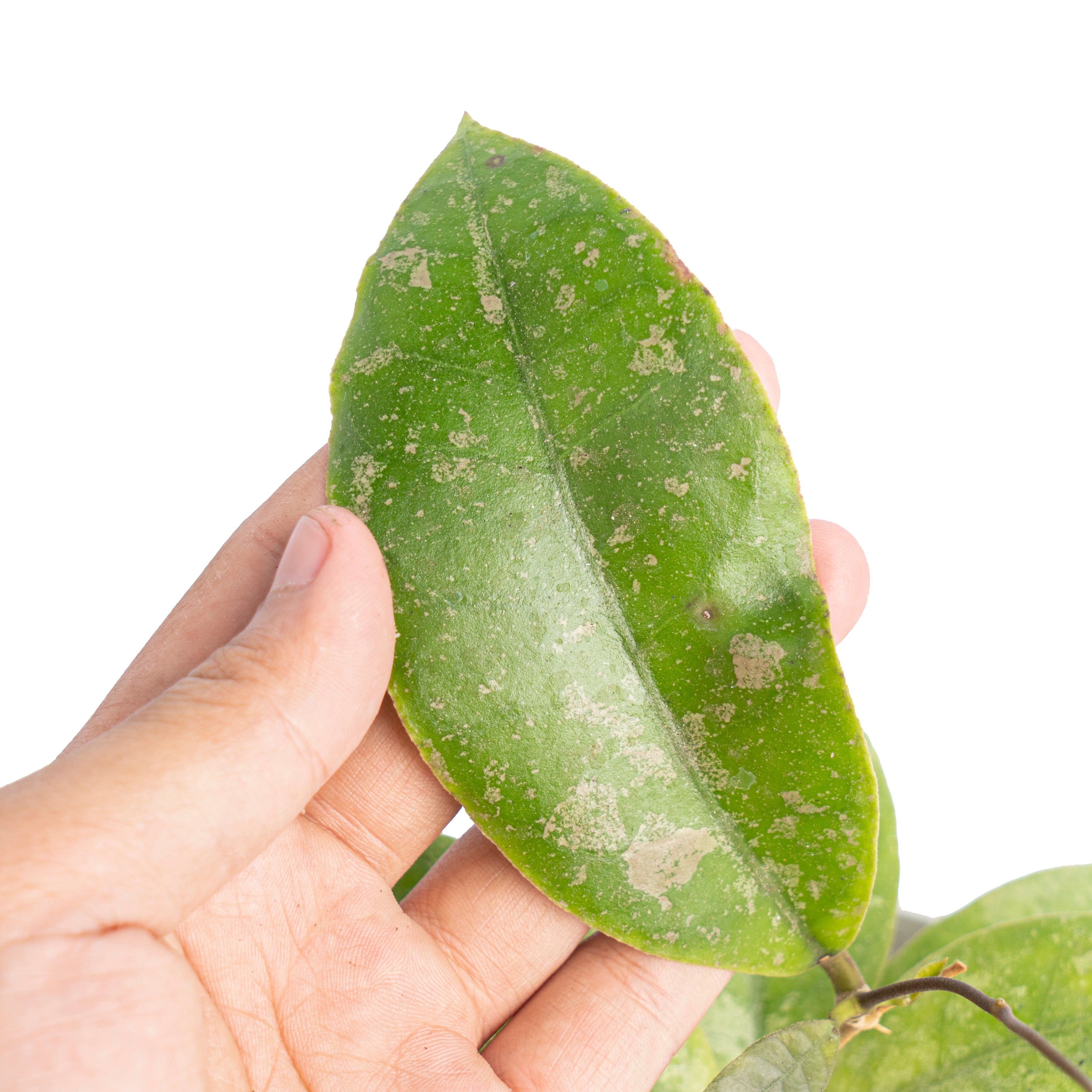 Hoya aff lambii splash