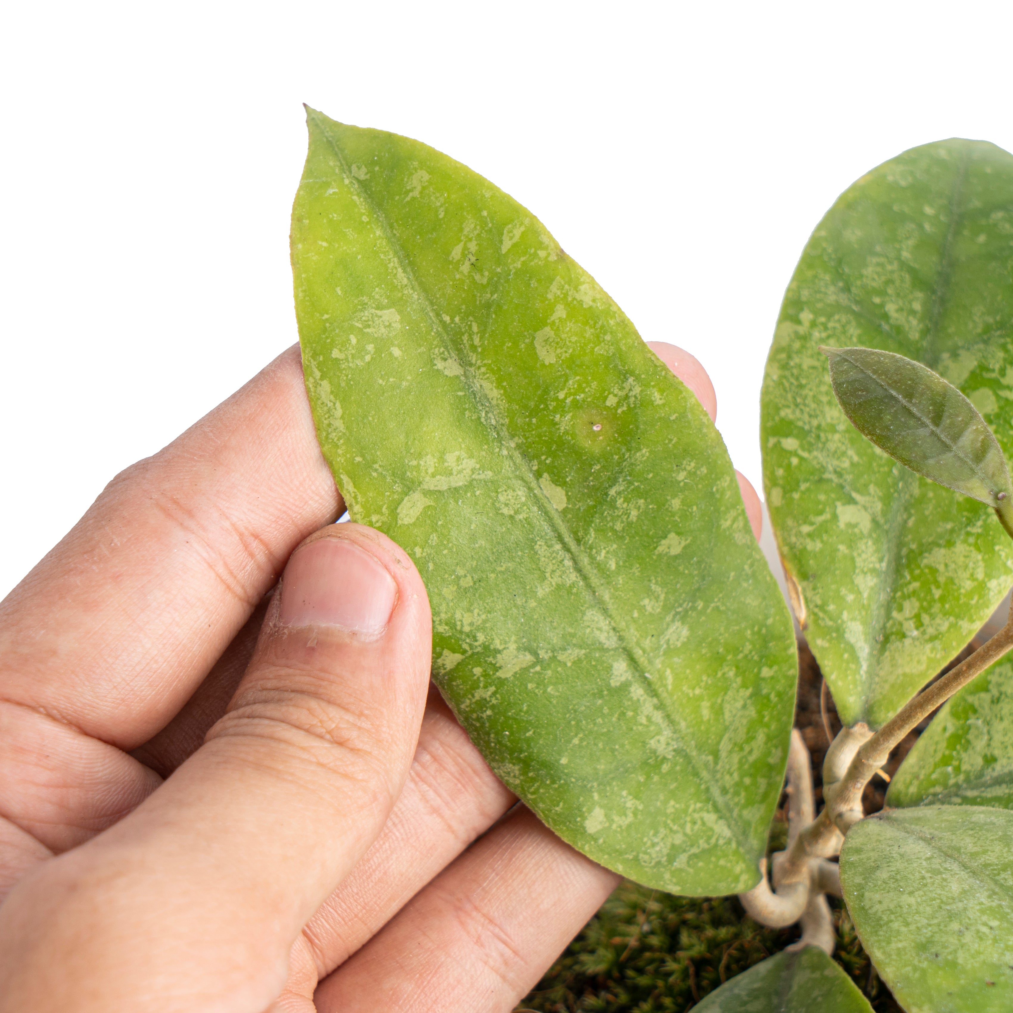 Hoya aff lambii splash