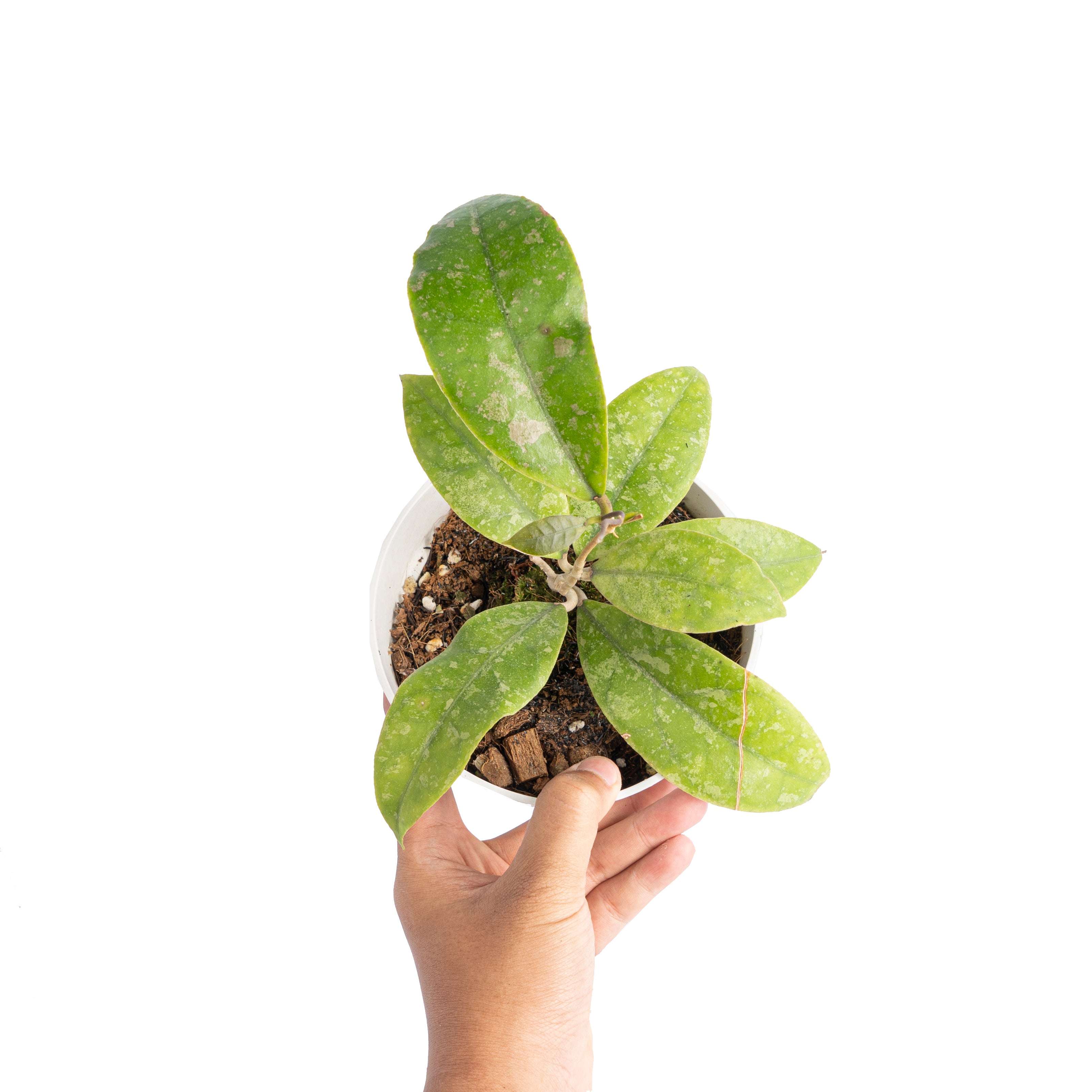 Hoya aff lambii splash