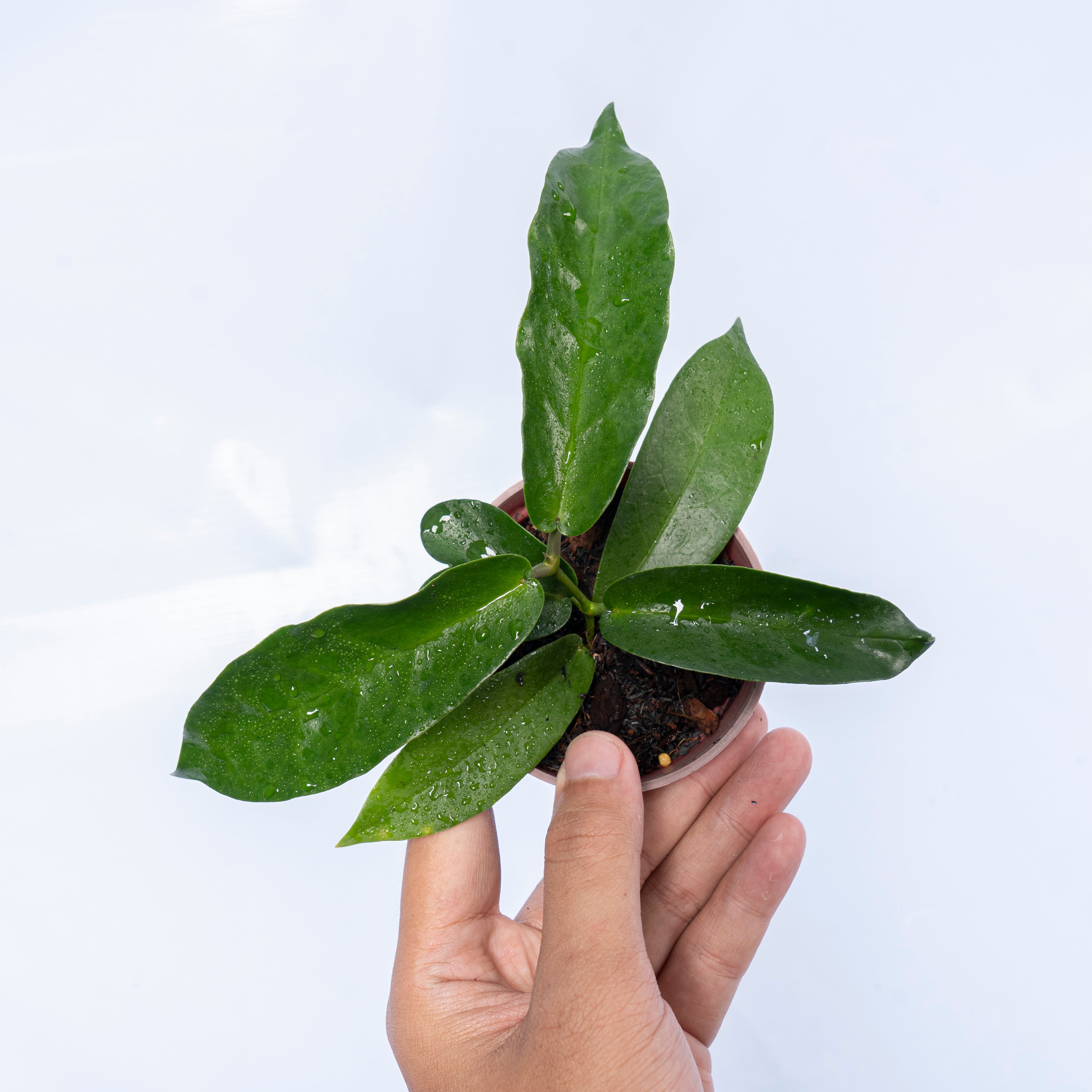 Hoya archboldiana pink