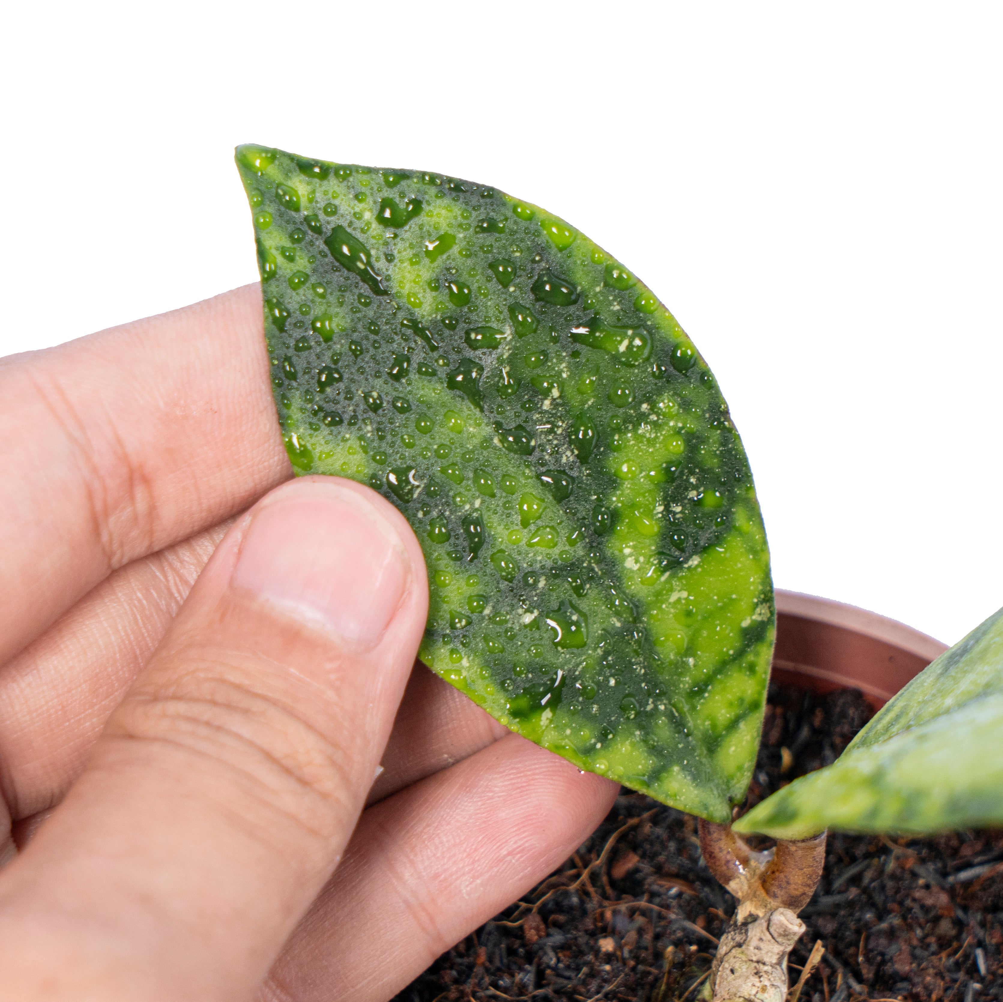 Hoya callistophyla black dot