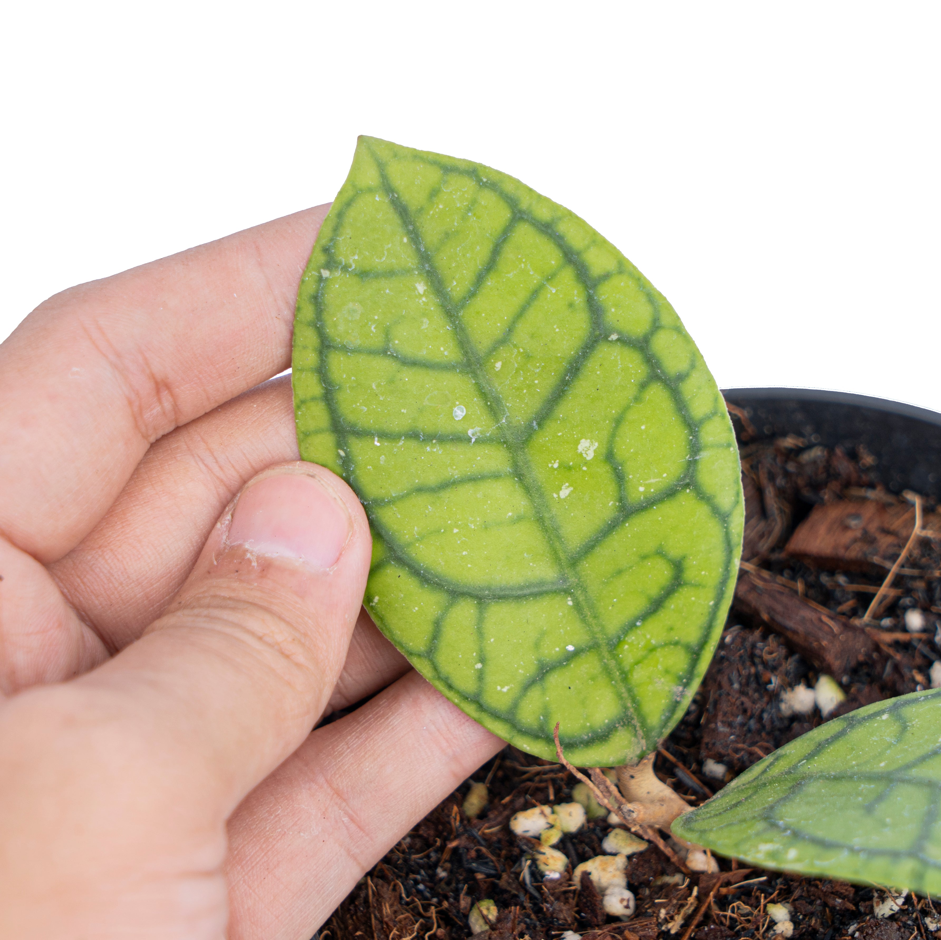 Hoya callistophylla vena