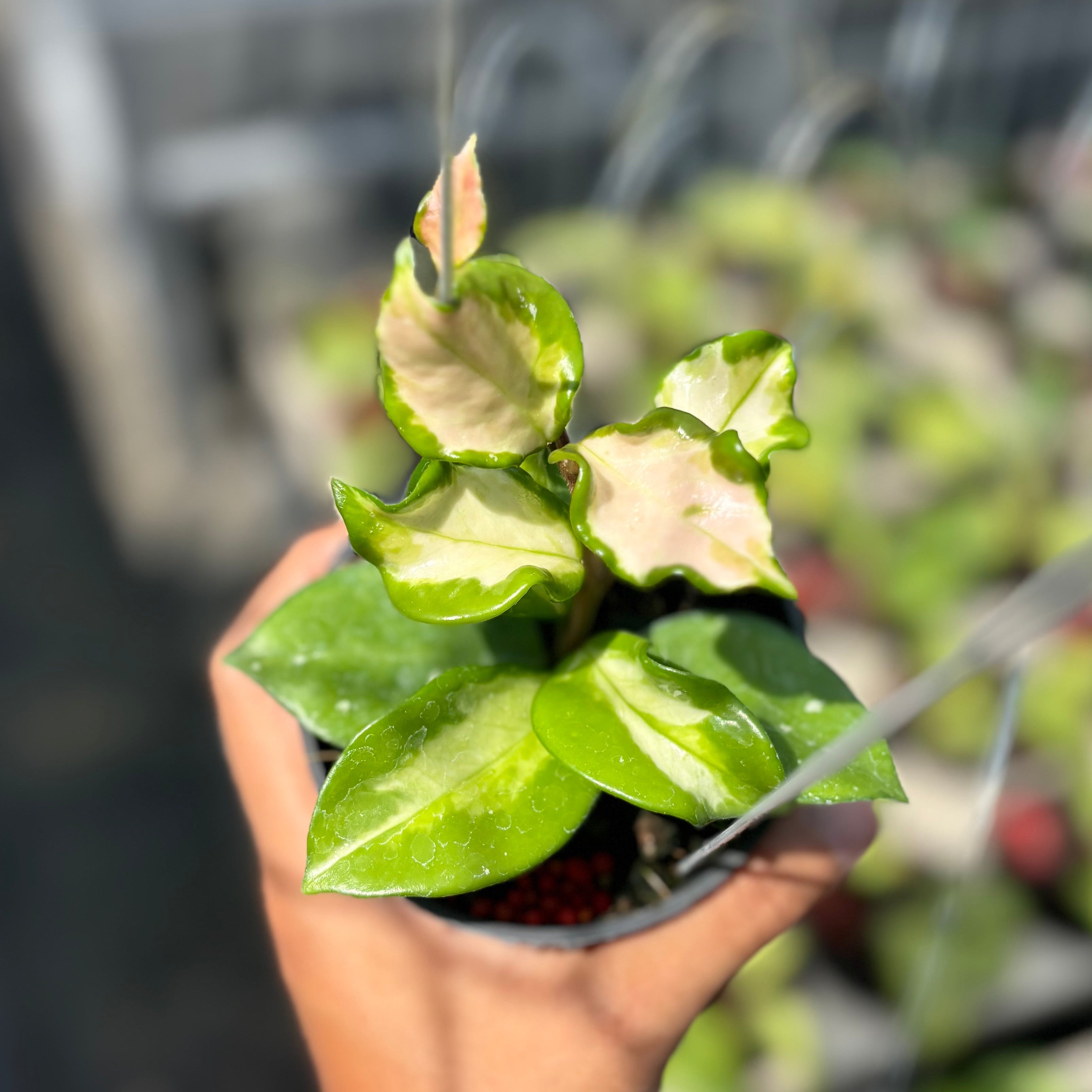 Hoya carnosa freckles splash mutation