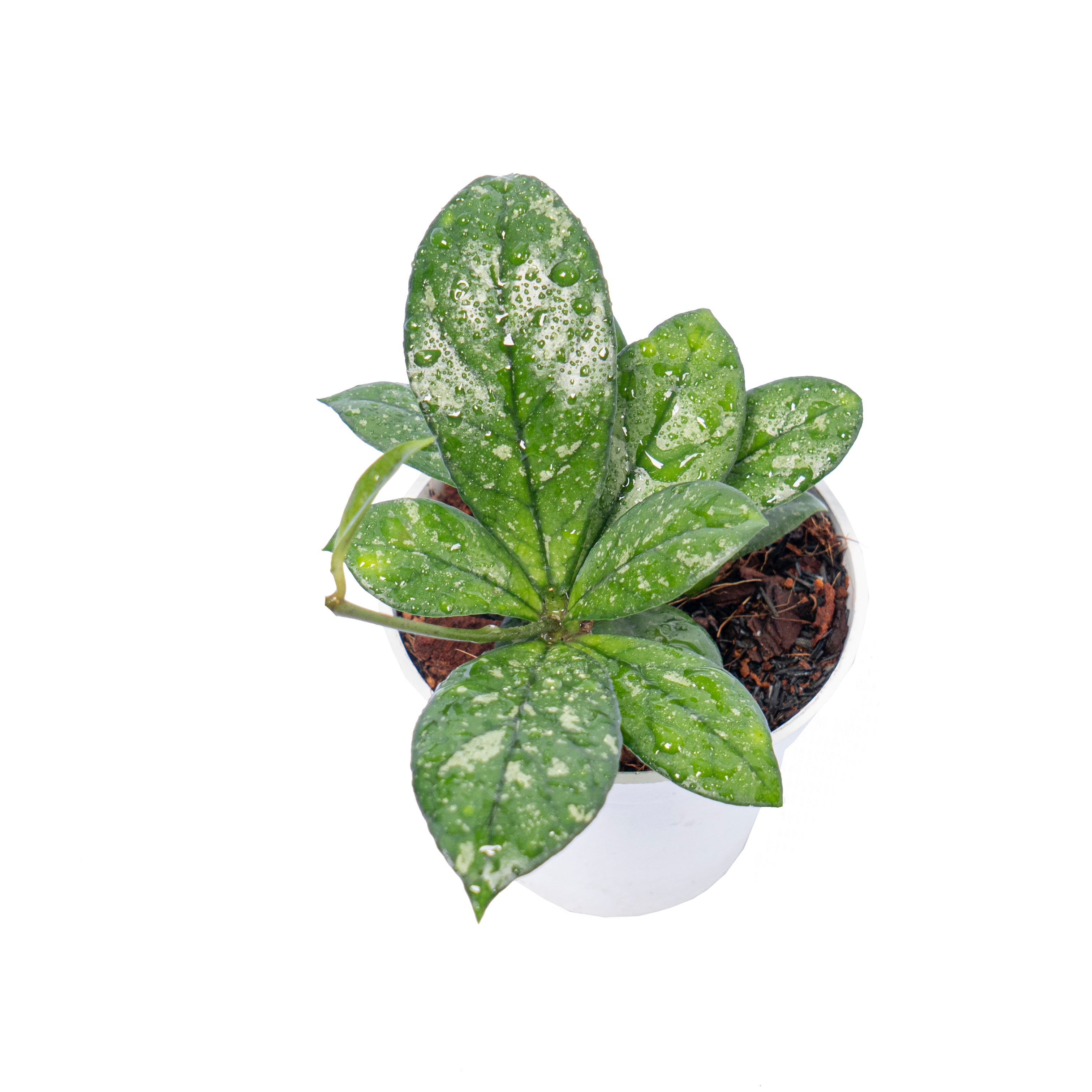 hoya crassipetiolata splash