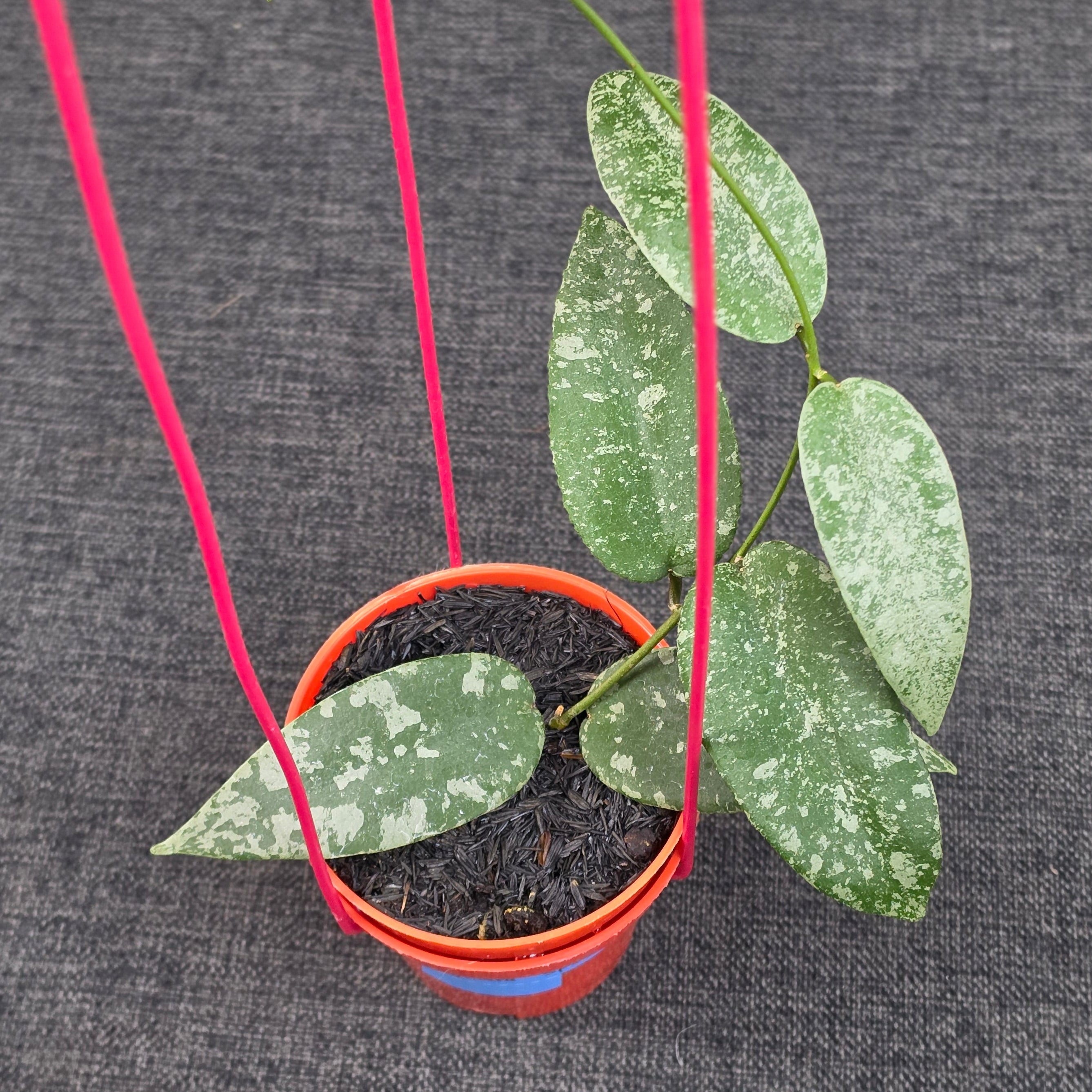 Hoya flagellata 'Silver'
