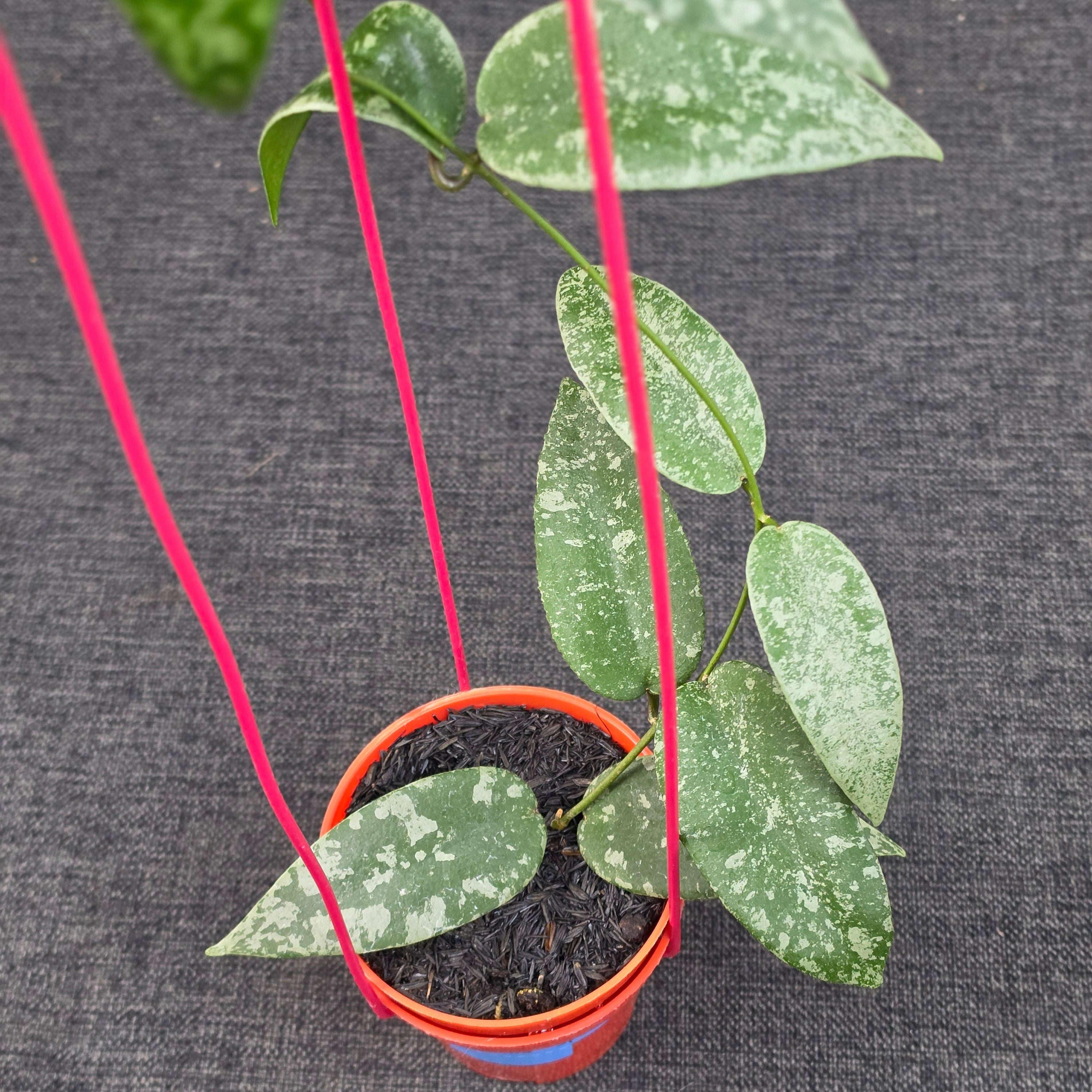 Hoya flagellata 'Silver'