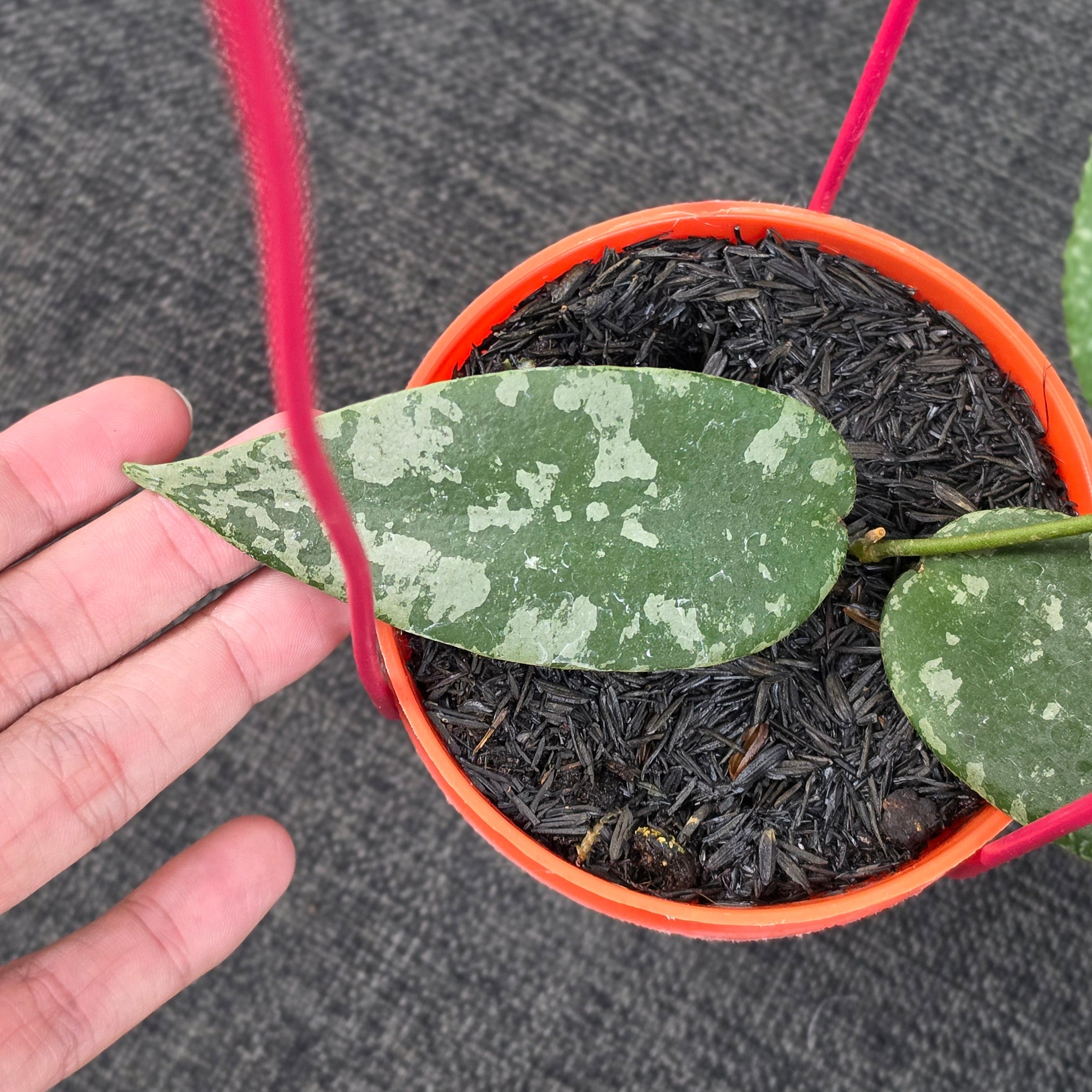 Hoya flagellata 'Silver'
