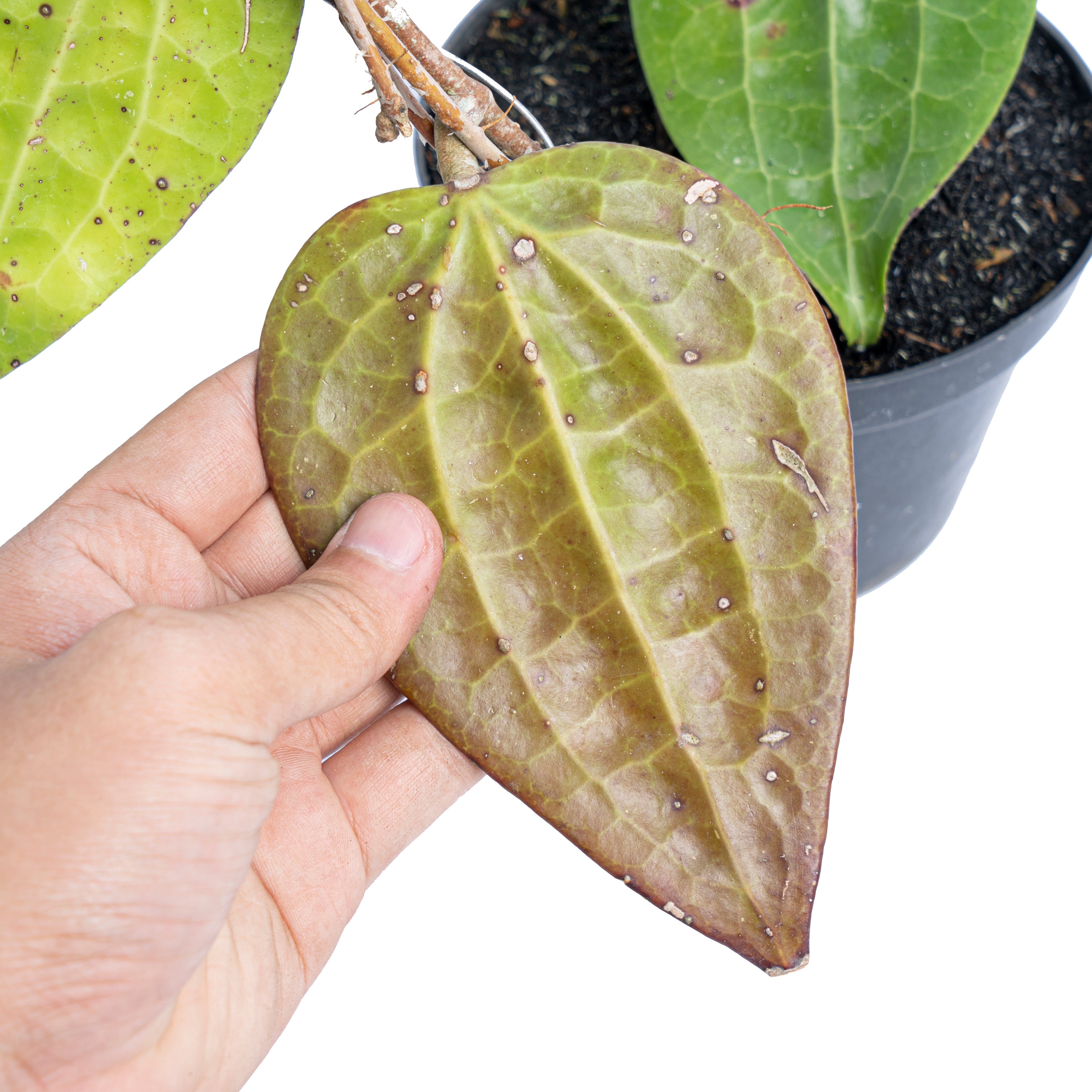 Hoya glabra Sp sumatera - Aroidmarket