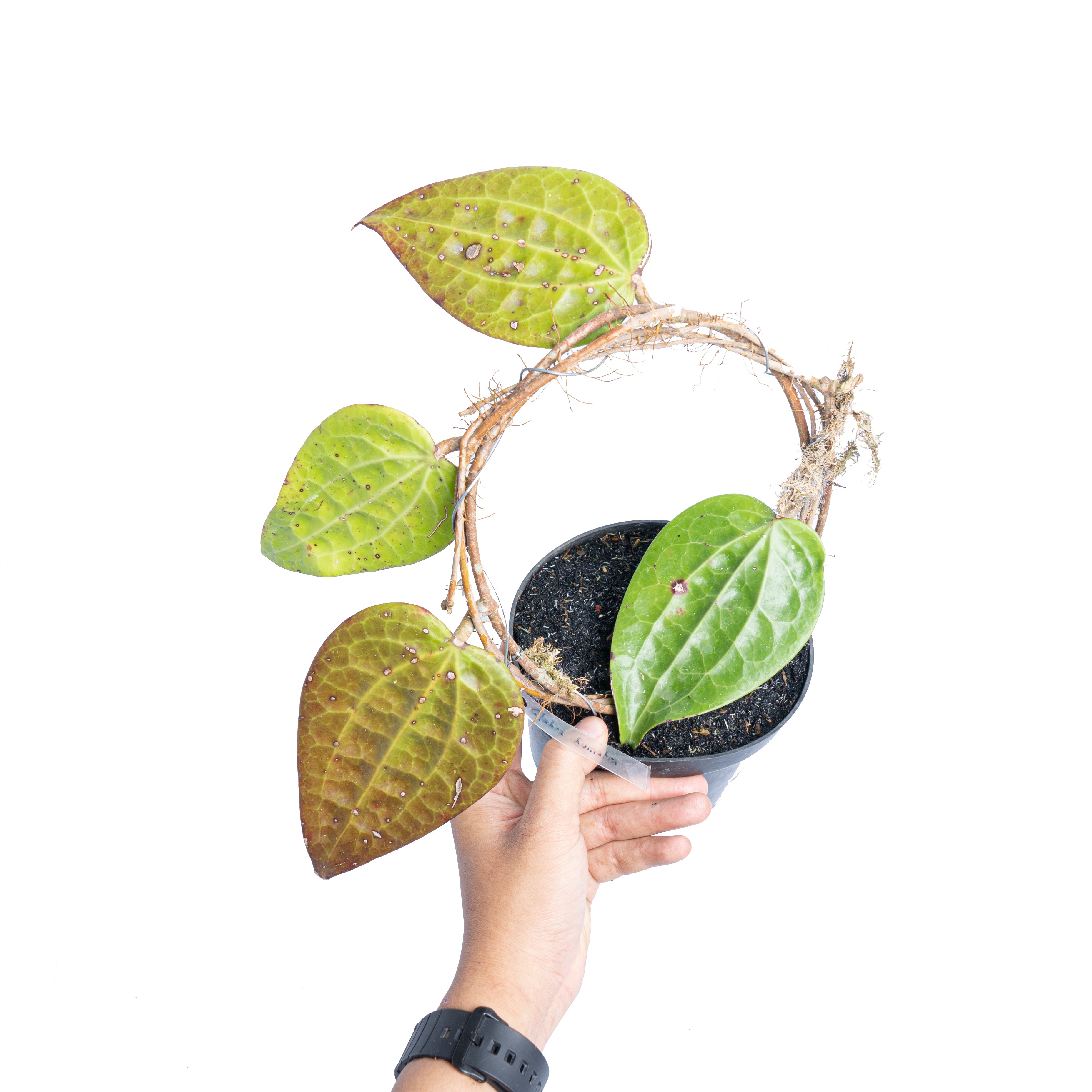 Hoya glabra Sp sumatera - Aroidmarket