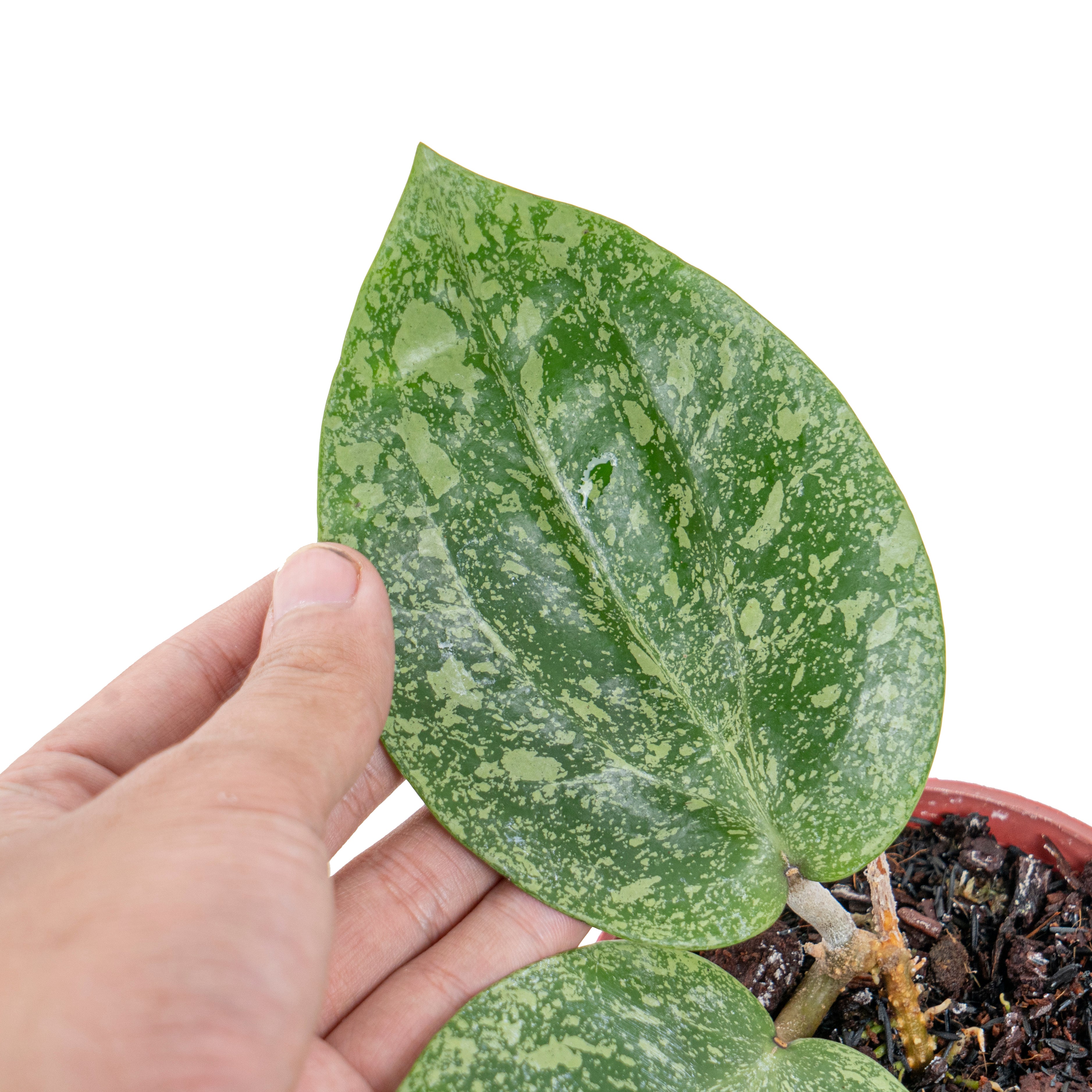 Hoya glabra splash (YiP)